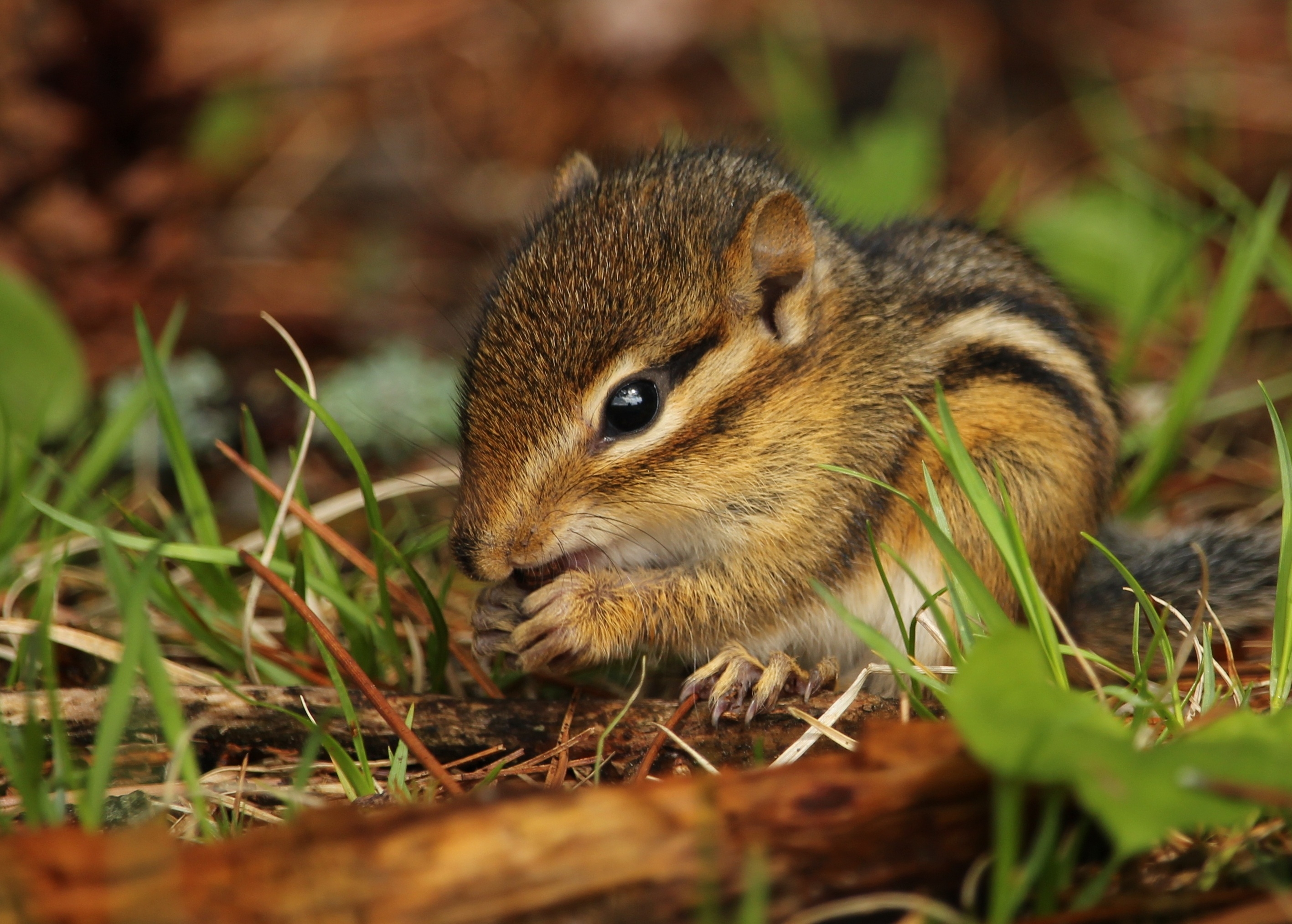 Wallpapers close wallpaper chipmunk rodent on the desktop