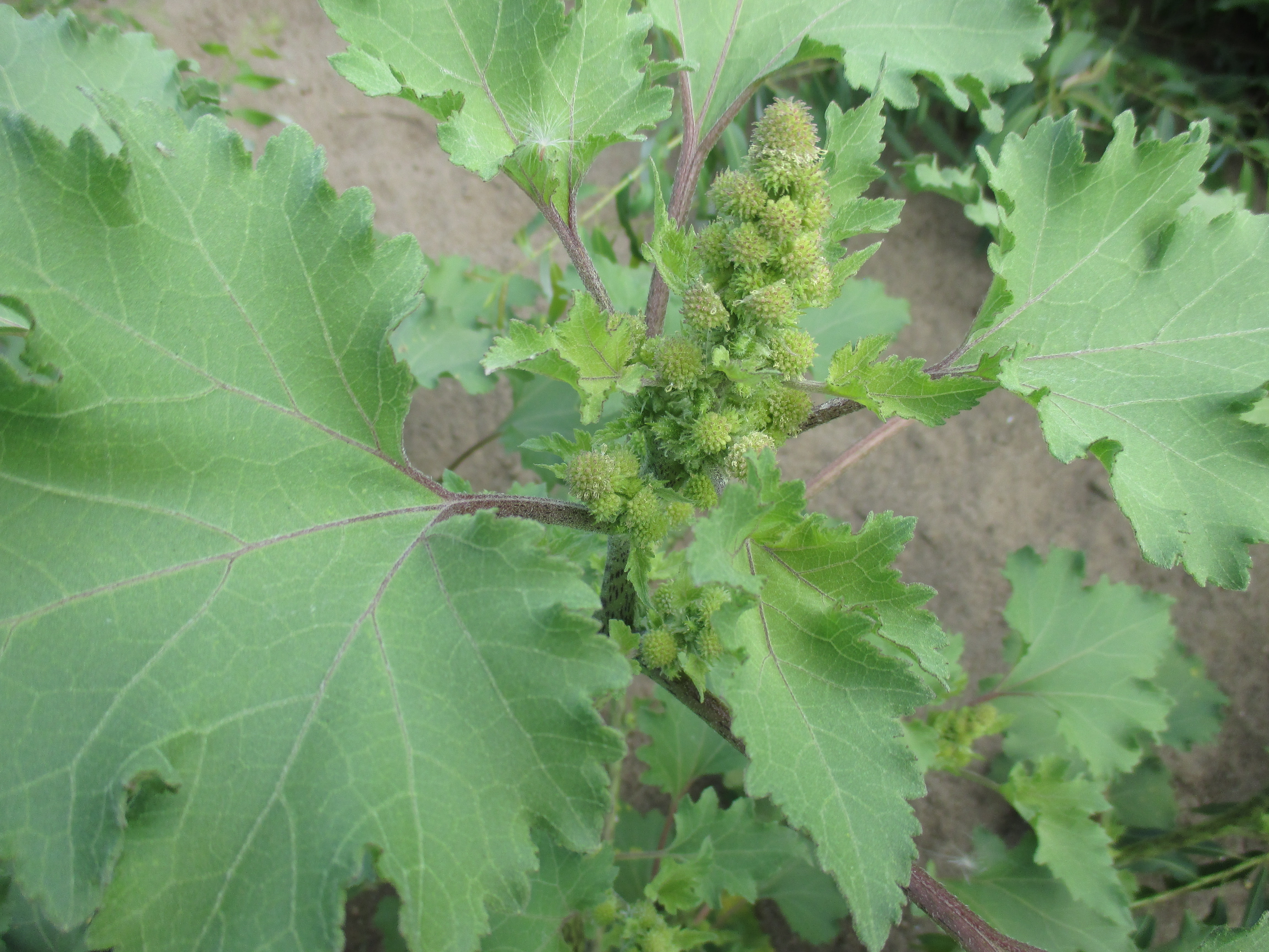 Free photo River Plant 123321