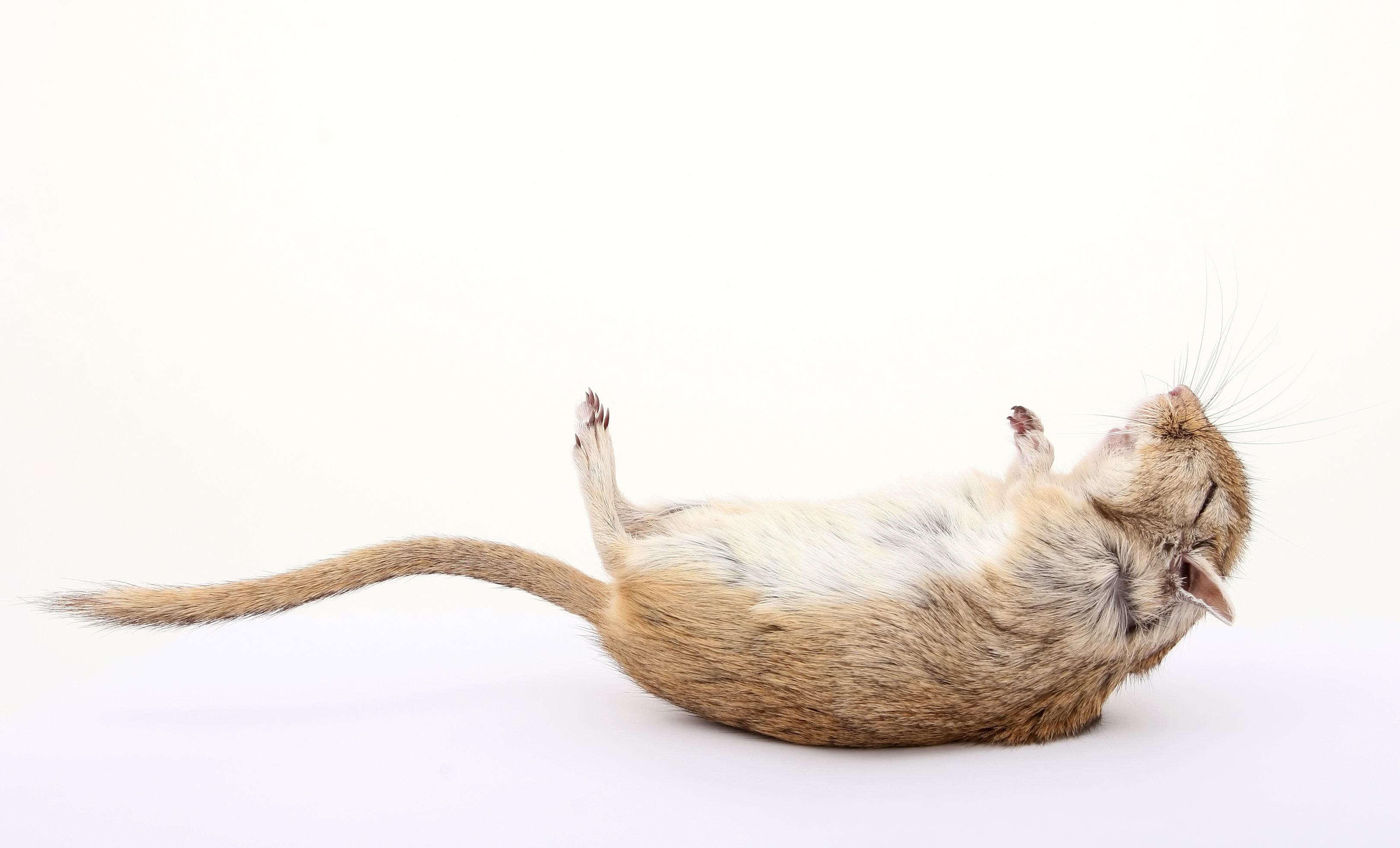 Free photo A small dead mouse on a white background