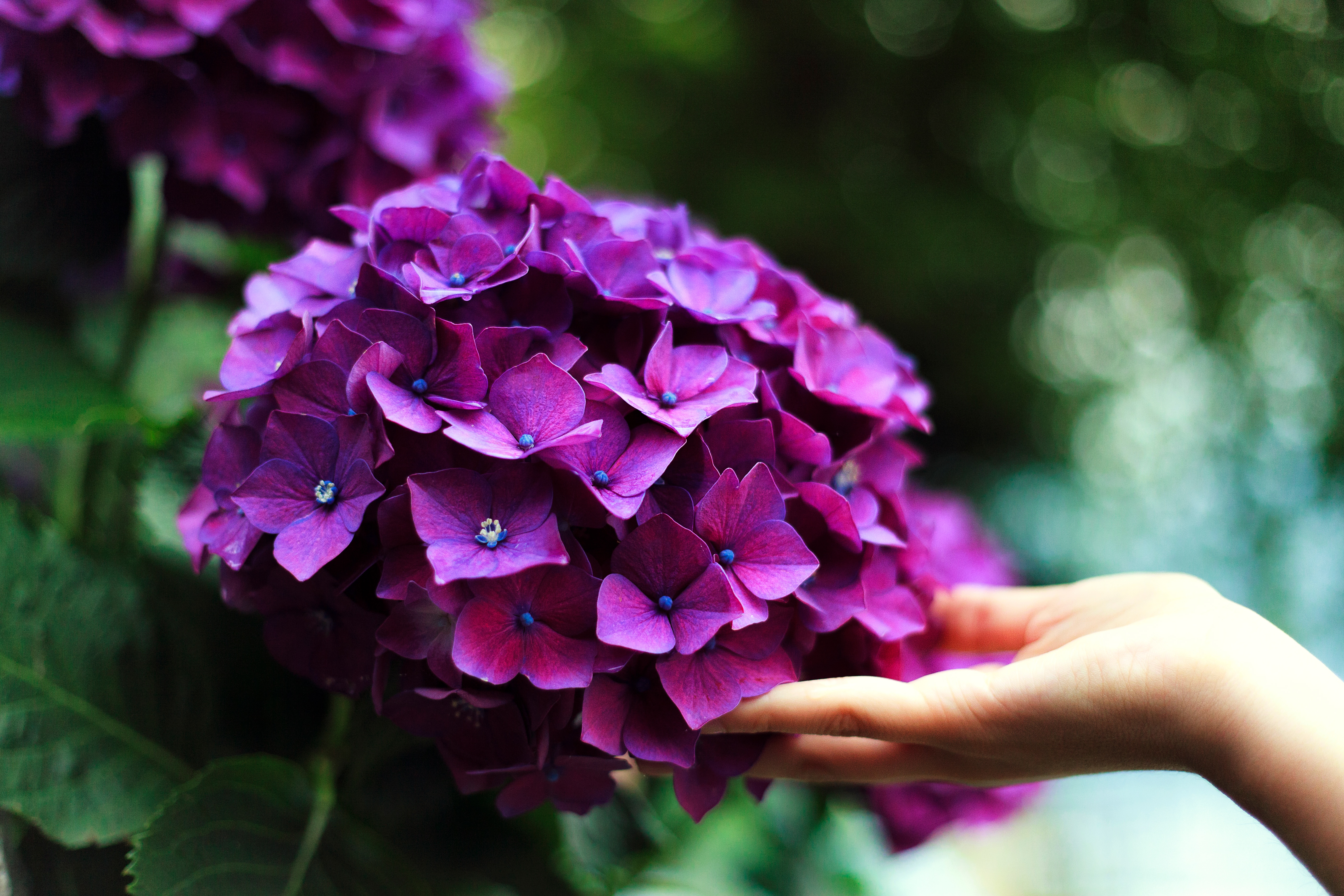 Wallpapers hand blossom plant on the desktop