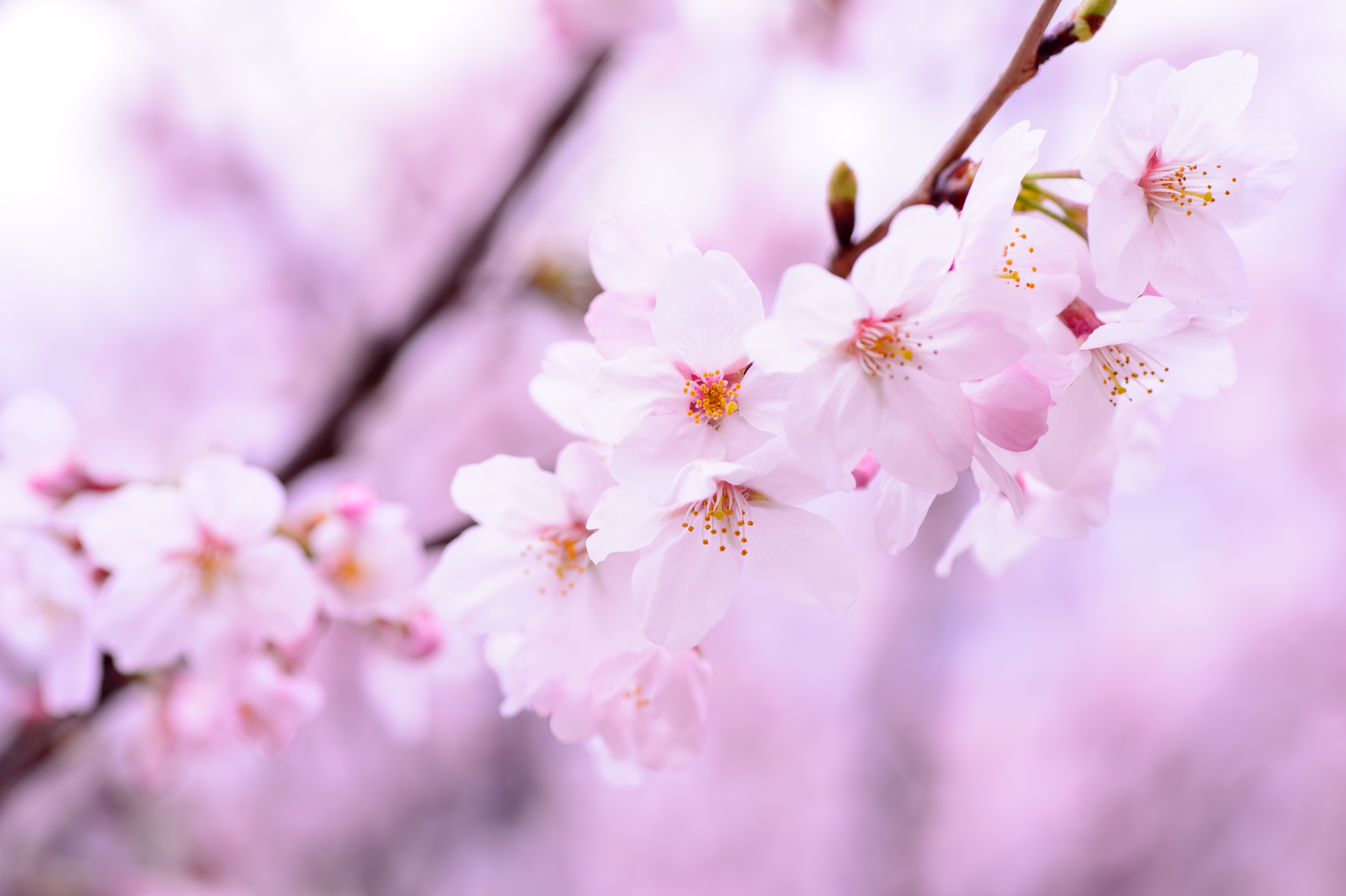 Free photo Delicate pink flowers on a branch.