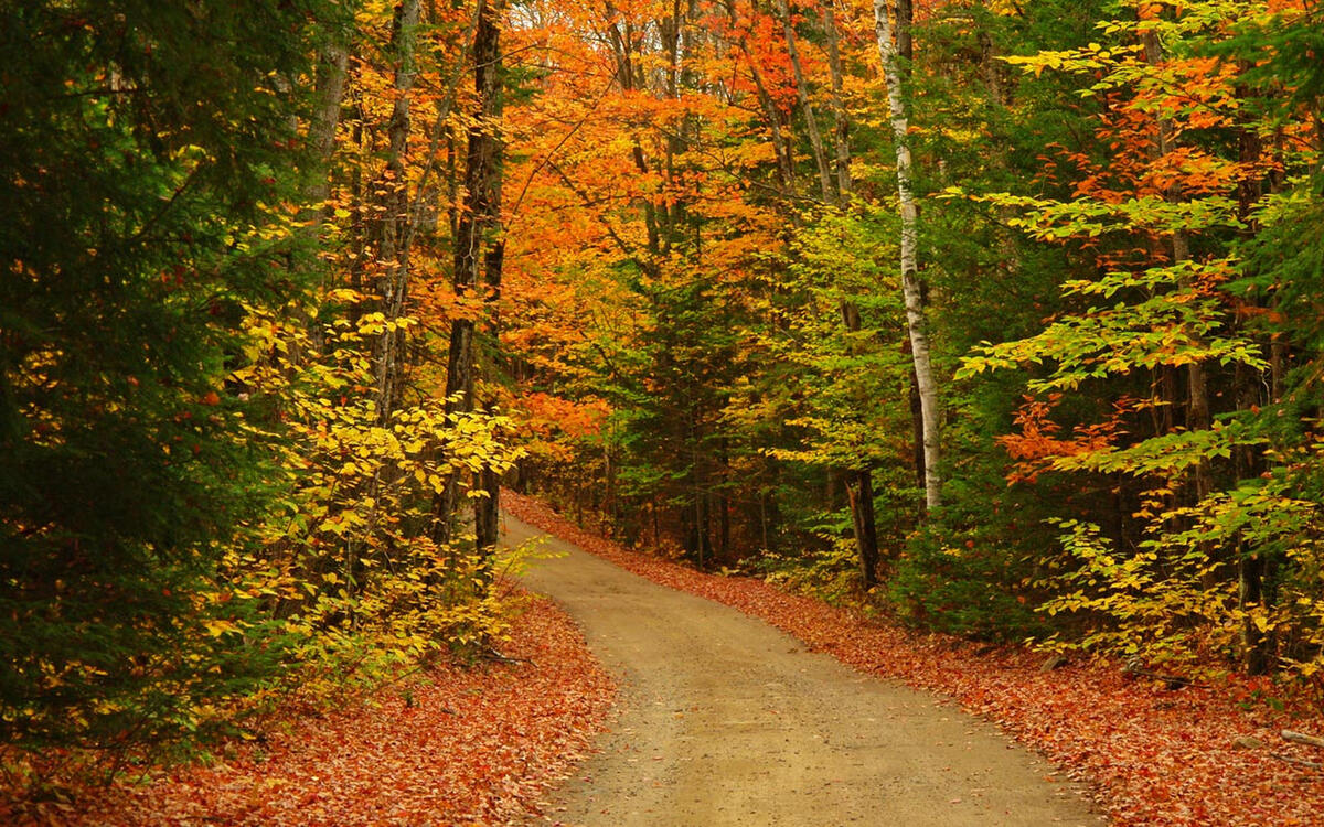 Вертикальные фото осенней природы Вертикальные фото осенней природы