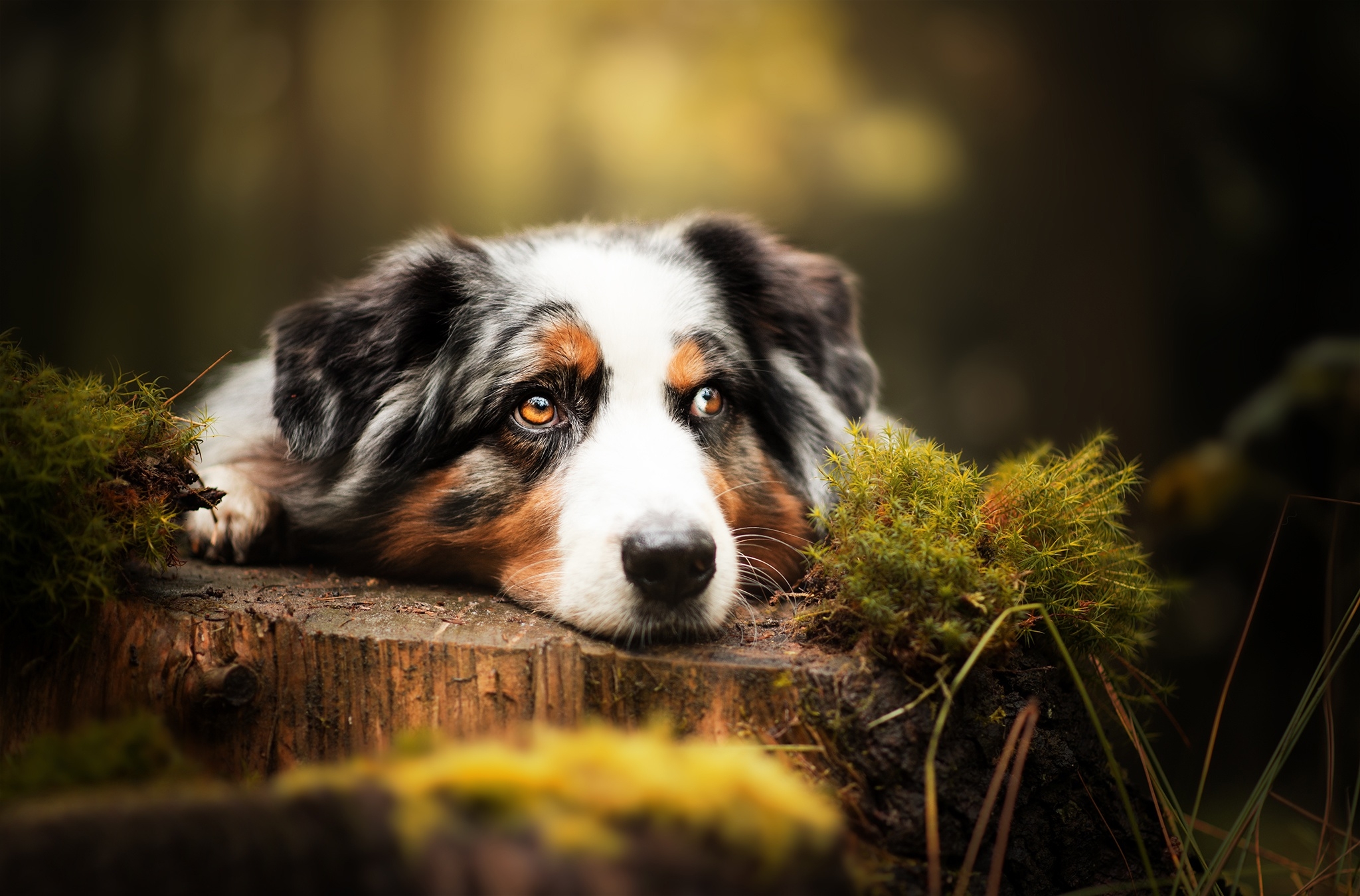 Free photo Australian shepherd waiting for her owner