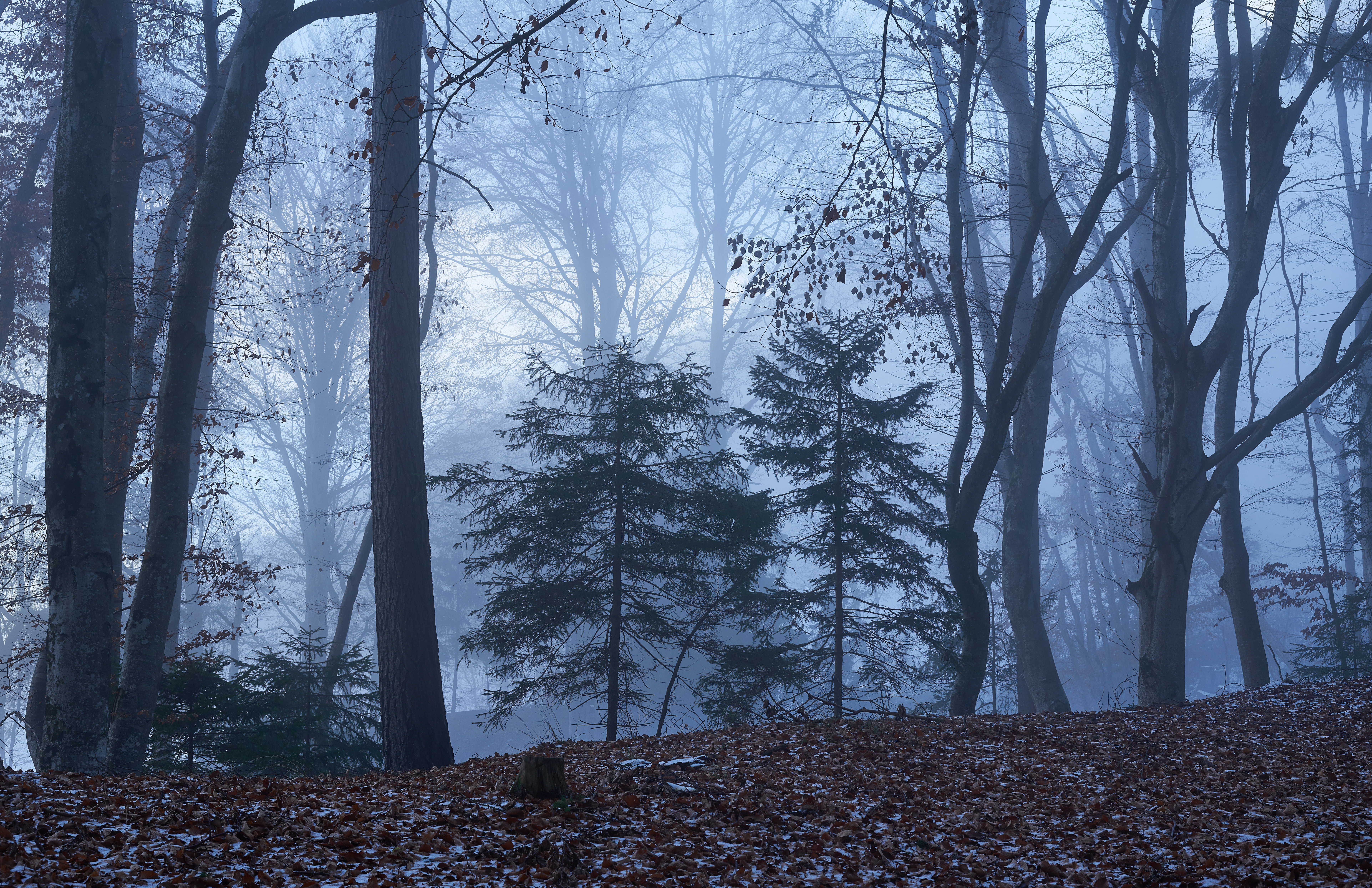 Wallpapers autumn forest gloomy forest on the desktop