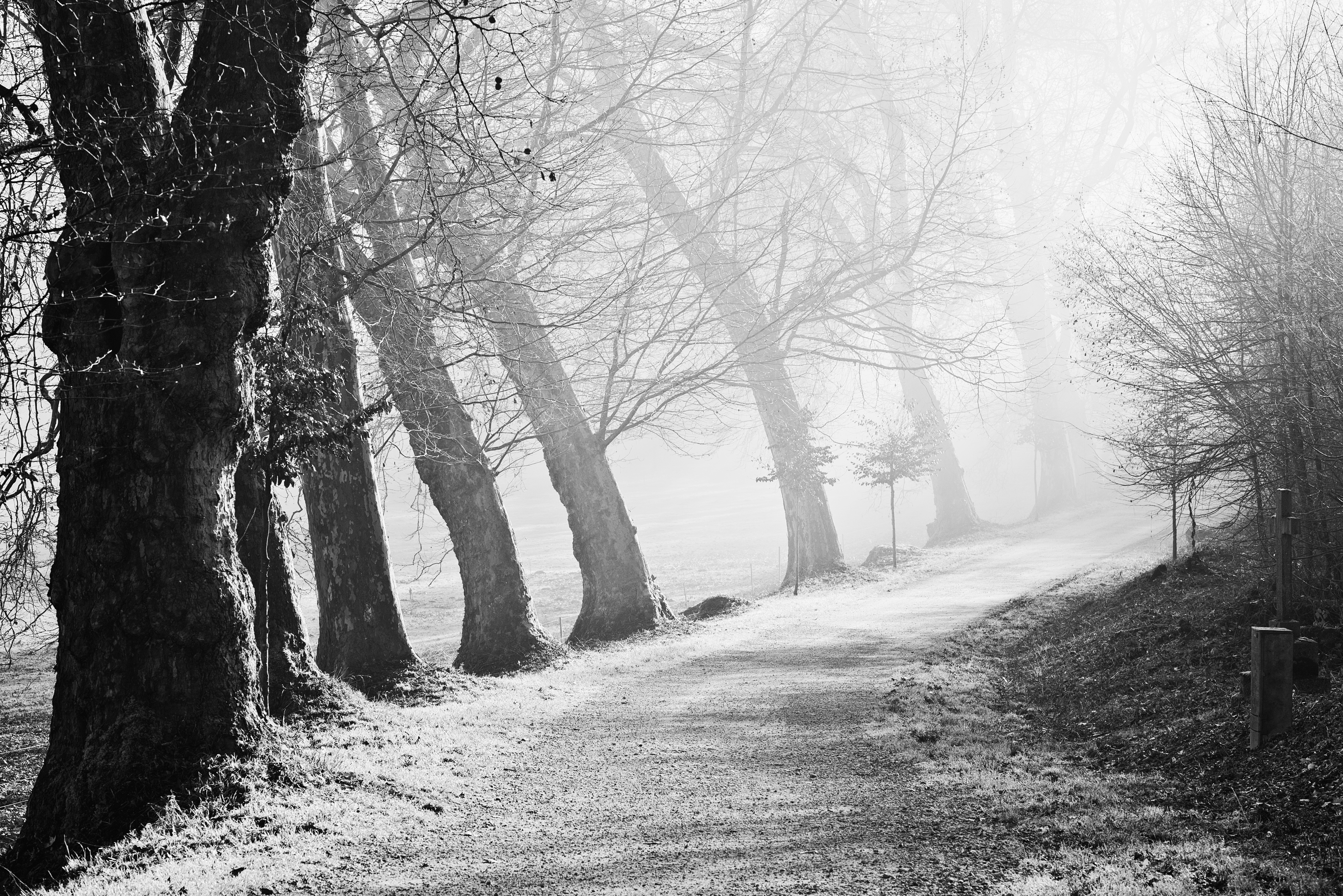 Черно-белый иней в лесу