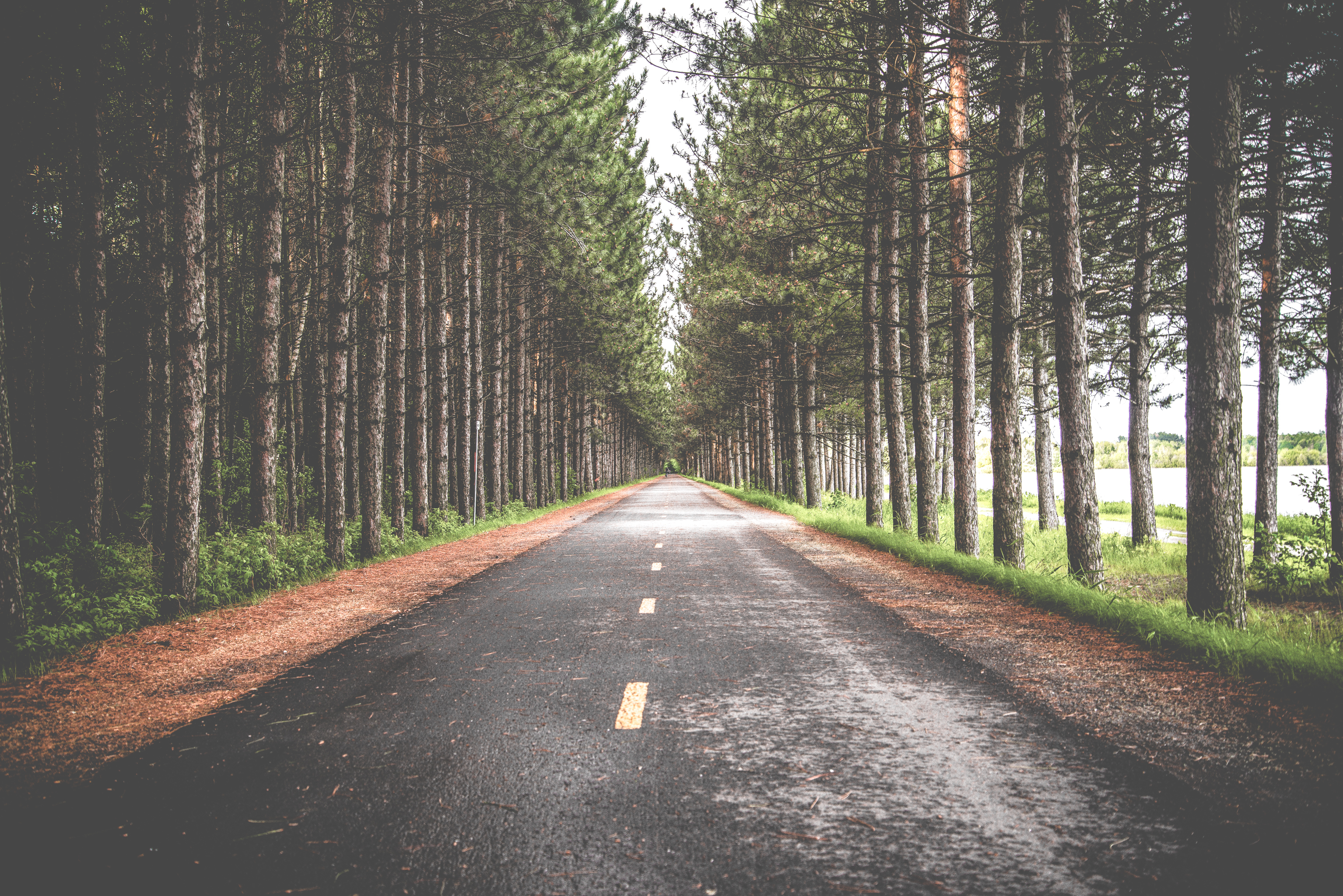 Free photo Trees along the wet road