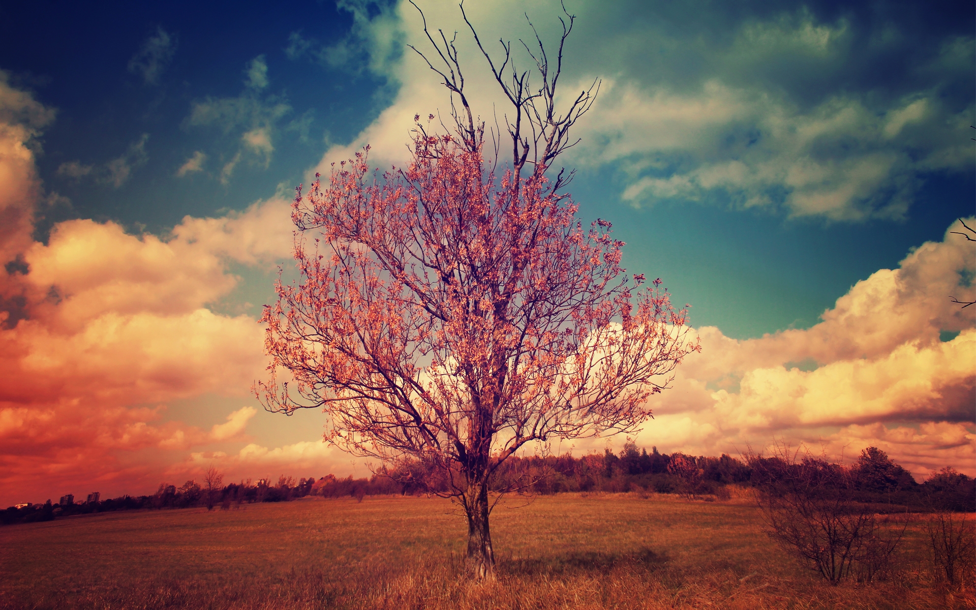 Free photo A lone tree blooming with pink flowers.