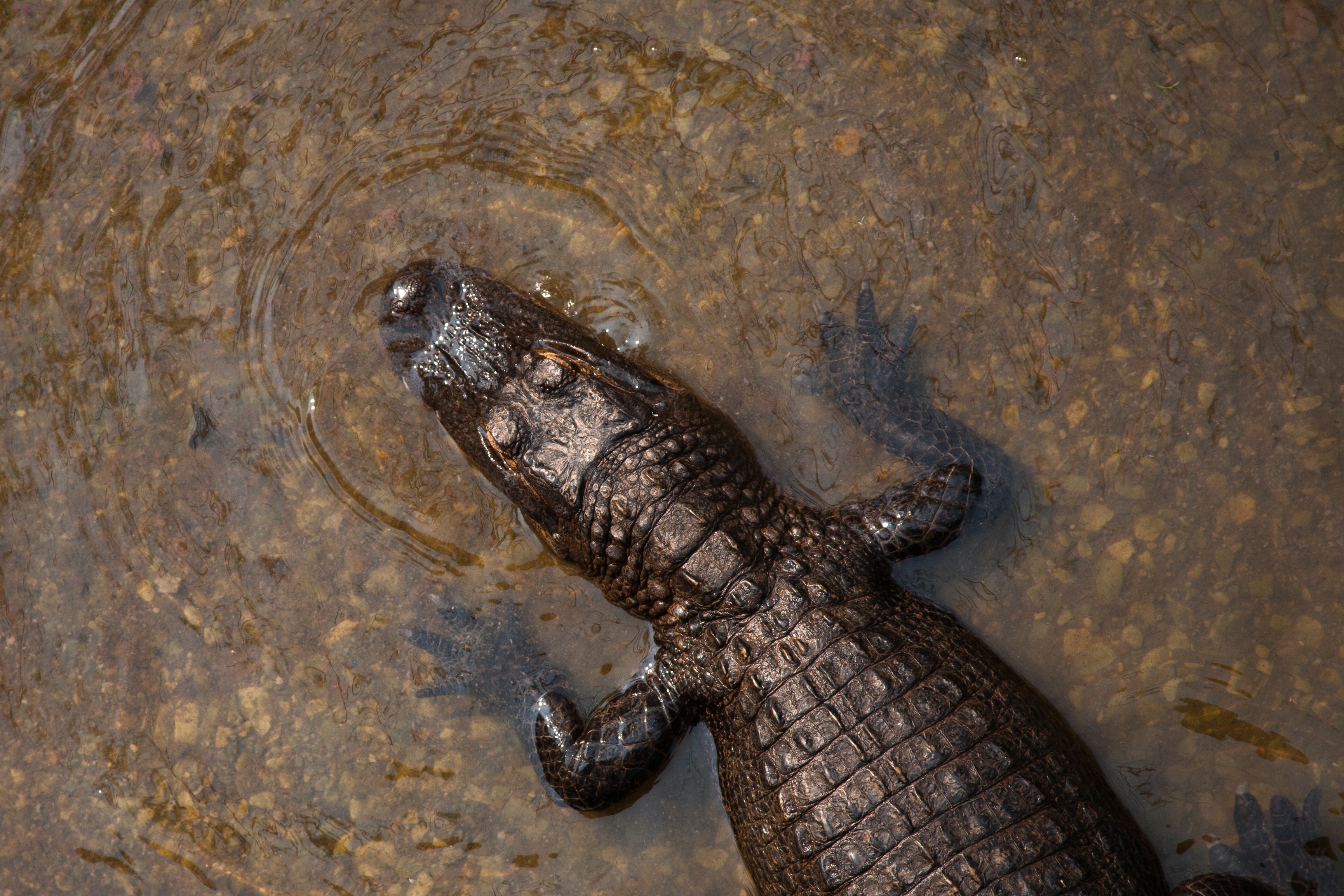 Wallpapers water wildlife reptile on the desktop