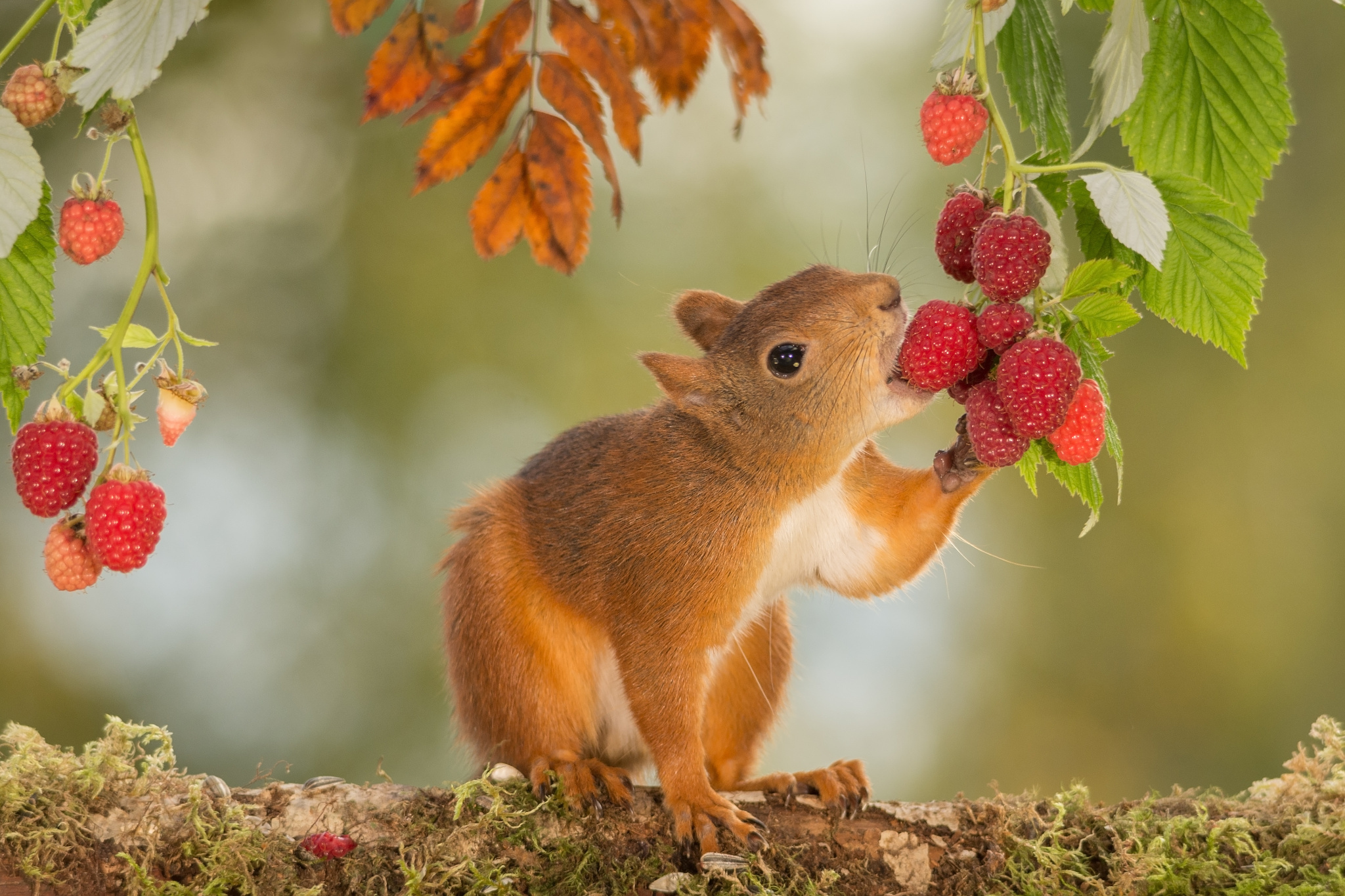 Wallpapers protein red raspberry on the desktop