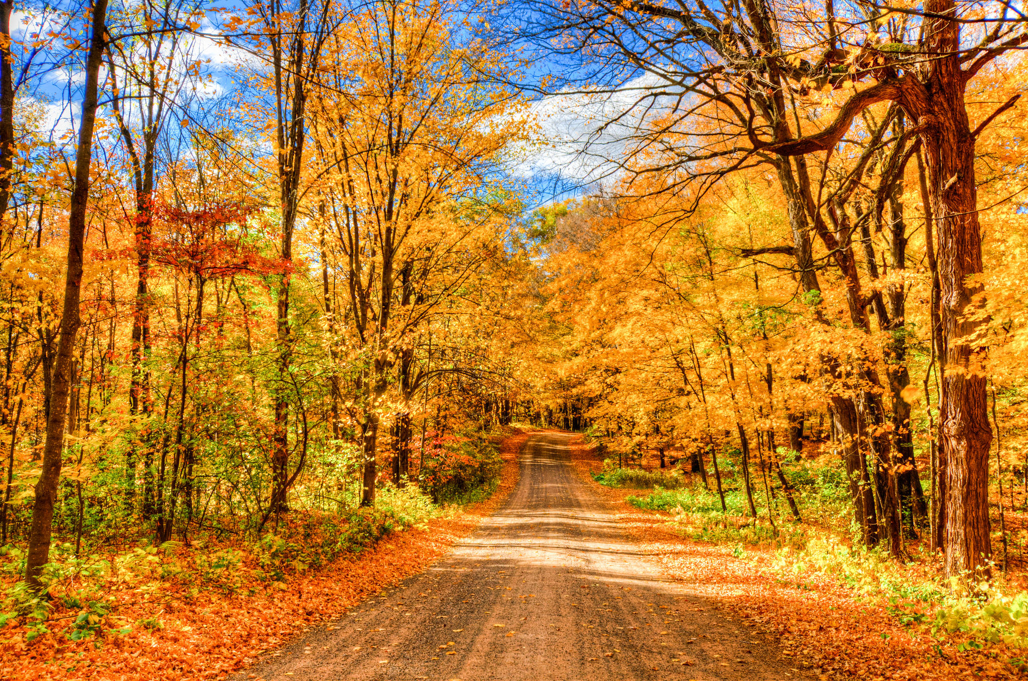 Wallpapers road in the forest yellow foliage yellow leaves on the desktop