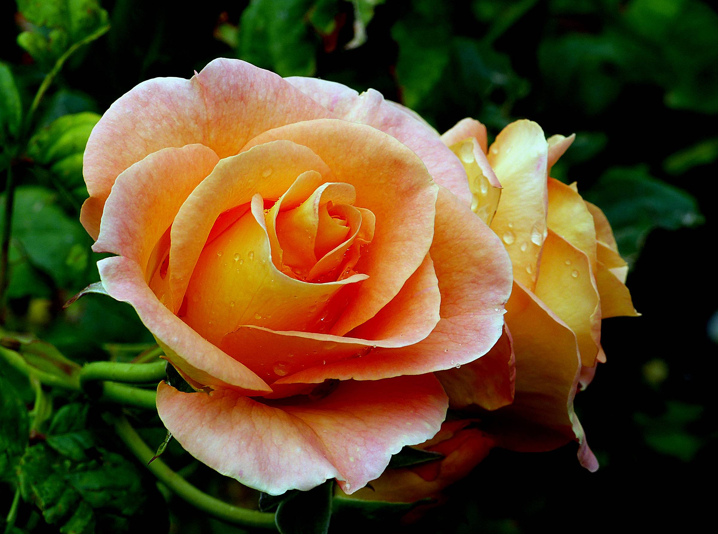 Обои желтые розы розы цветок на рабочий стол