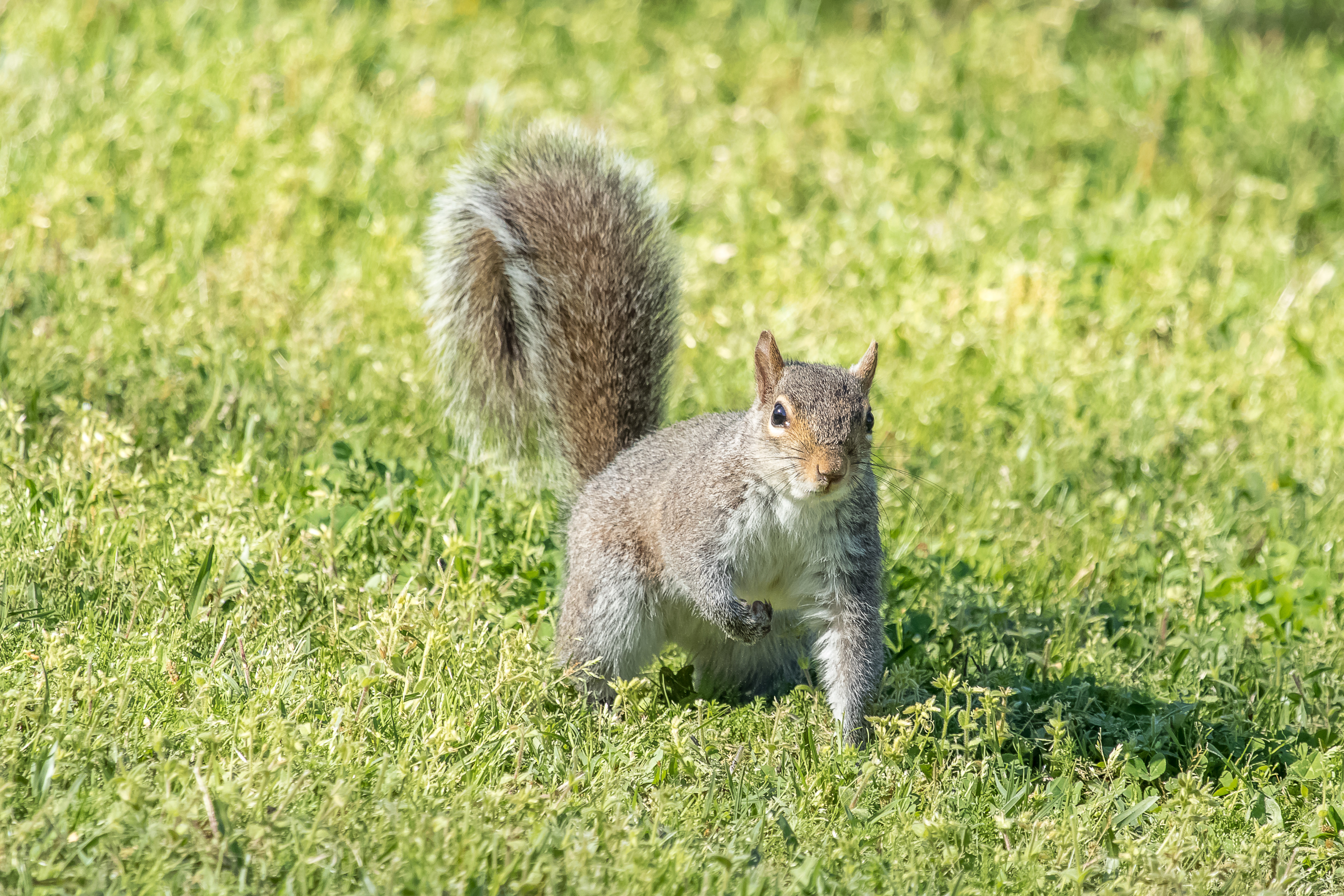 Free photo Beautiful wallpaper of squirrel, rodent