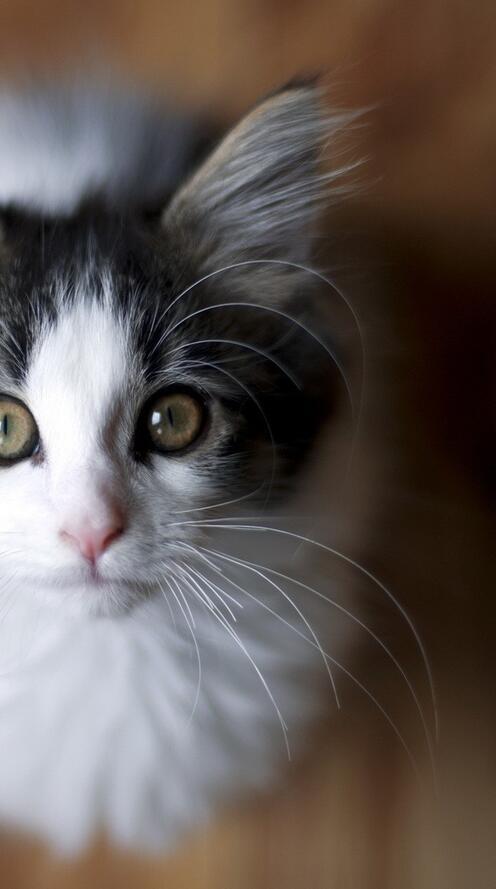 Бесплатное фото Пушистый котенок смотрит вверх