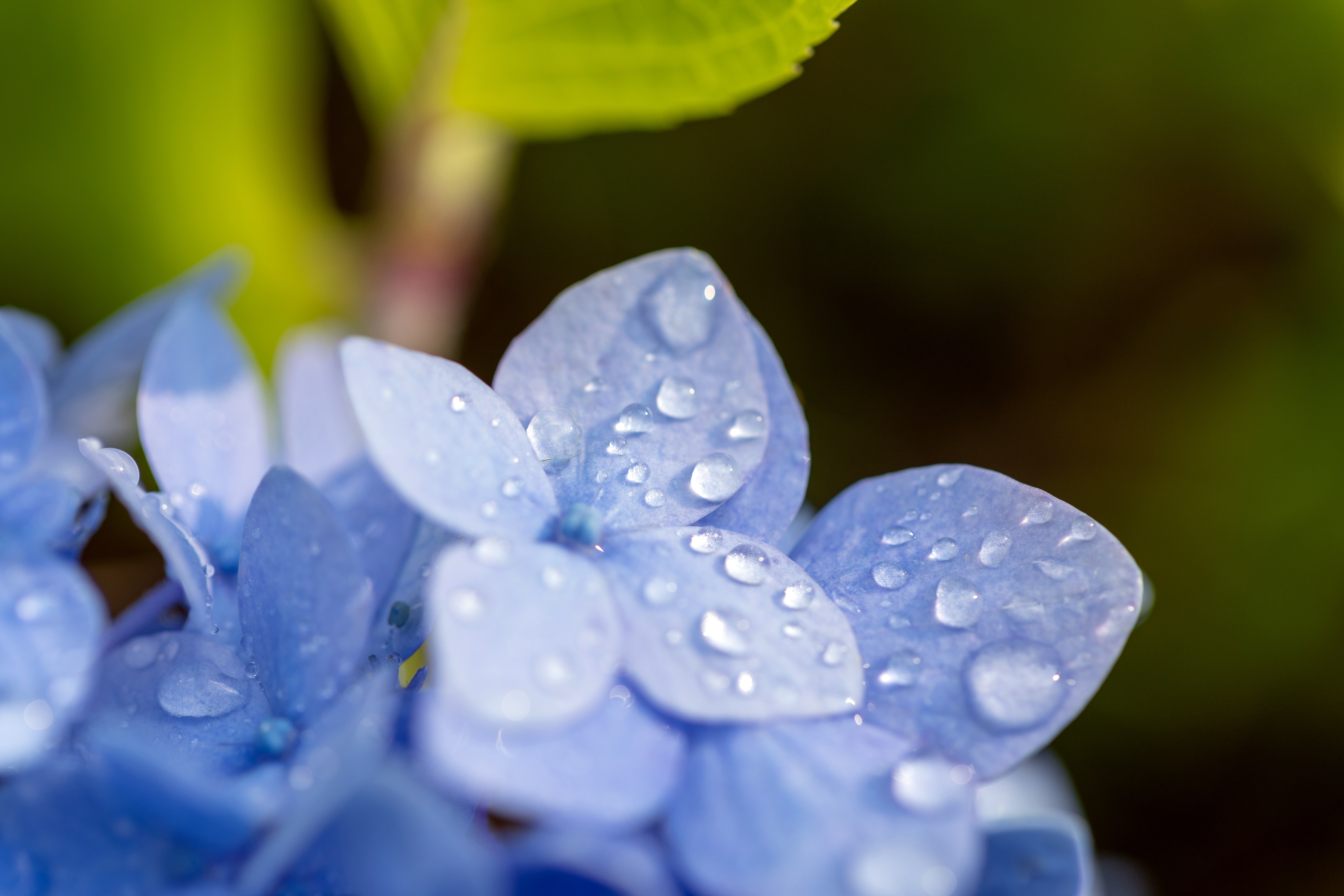 Обои синий цветы дождь на рабочий стол