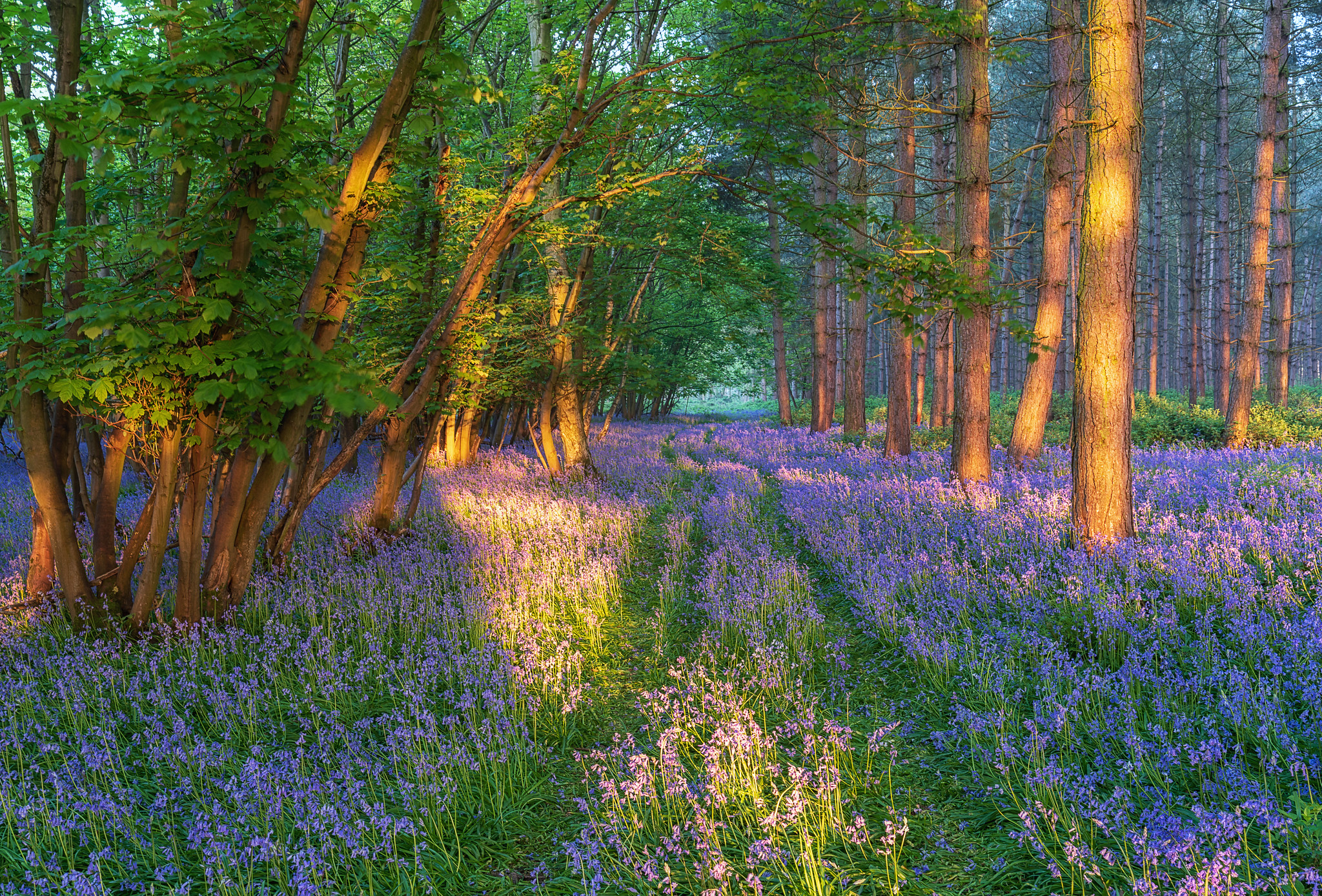 Free photo Pine forest