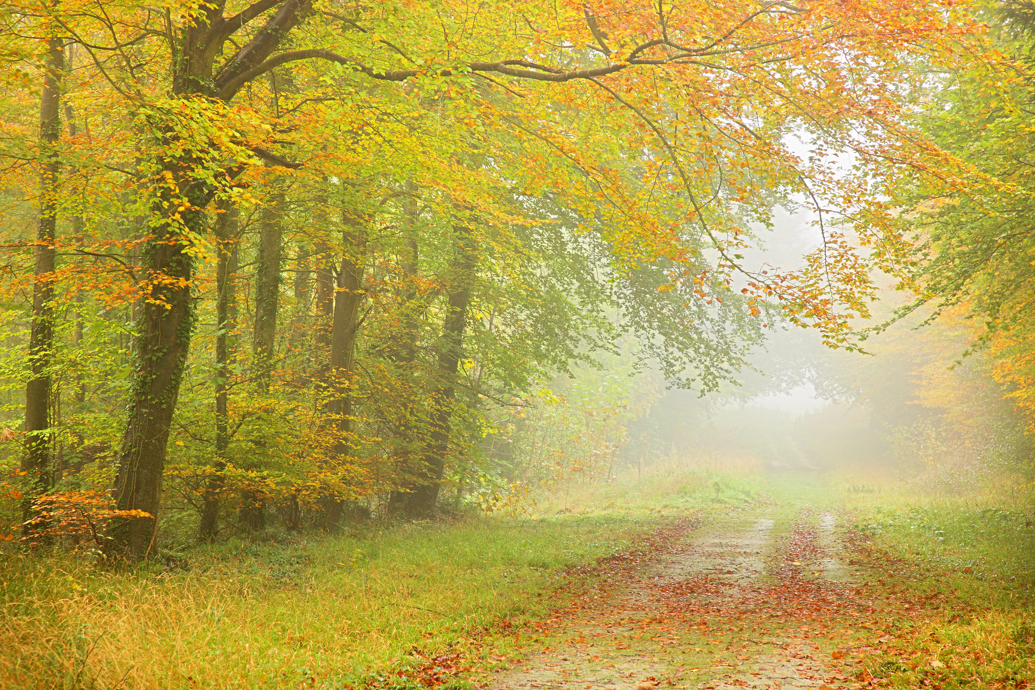 Free photo Old forest road autumn