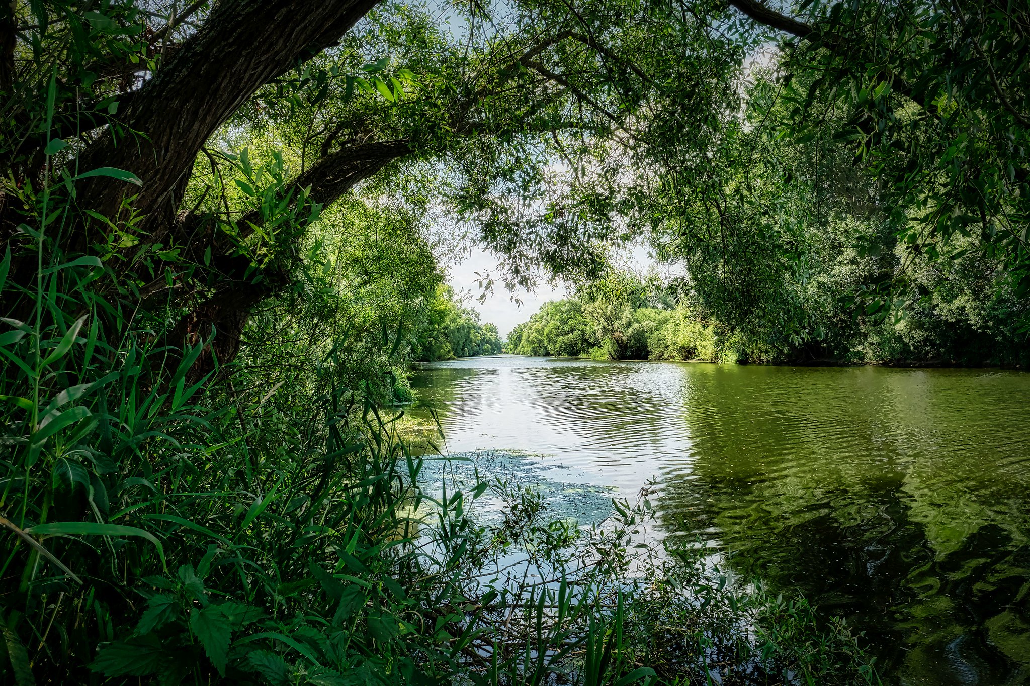 Free photo River among the old trees