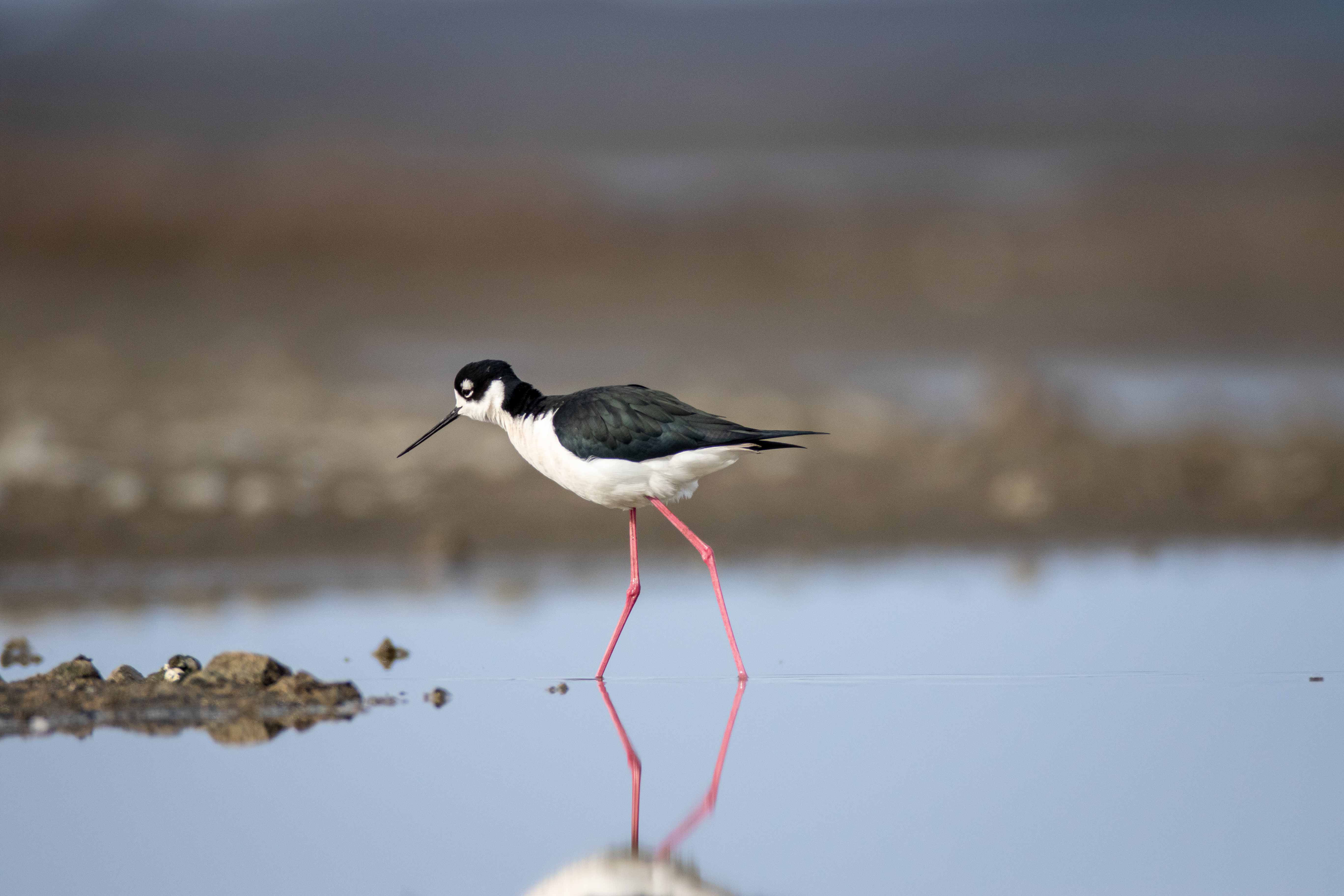 Wallpapers stilt bird wildlife on the desktop