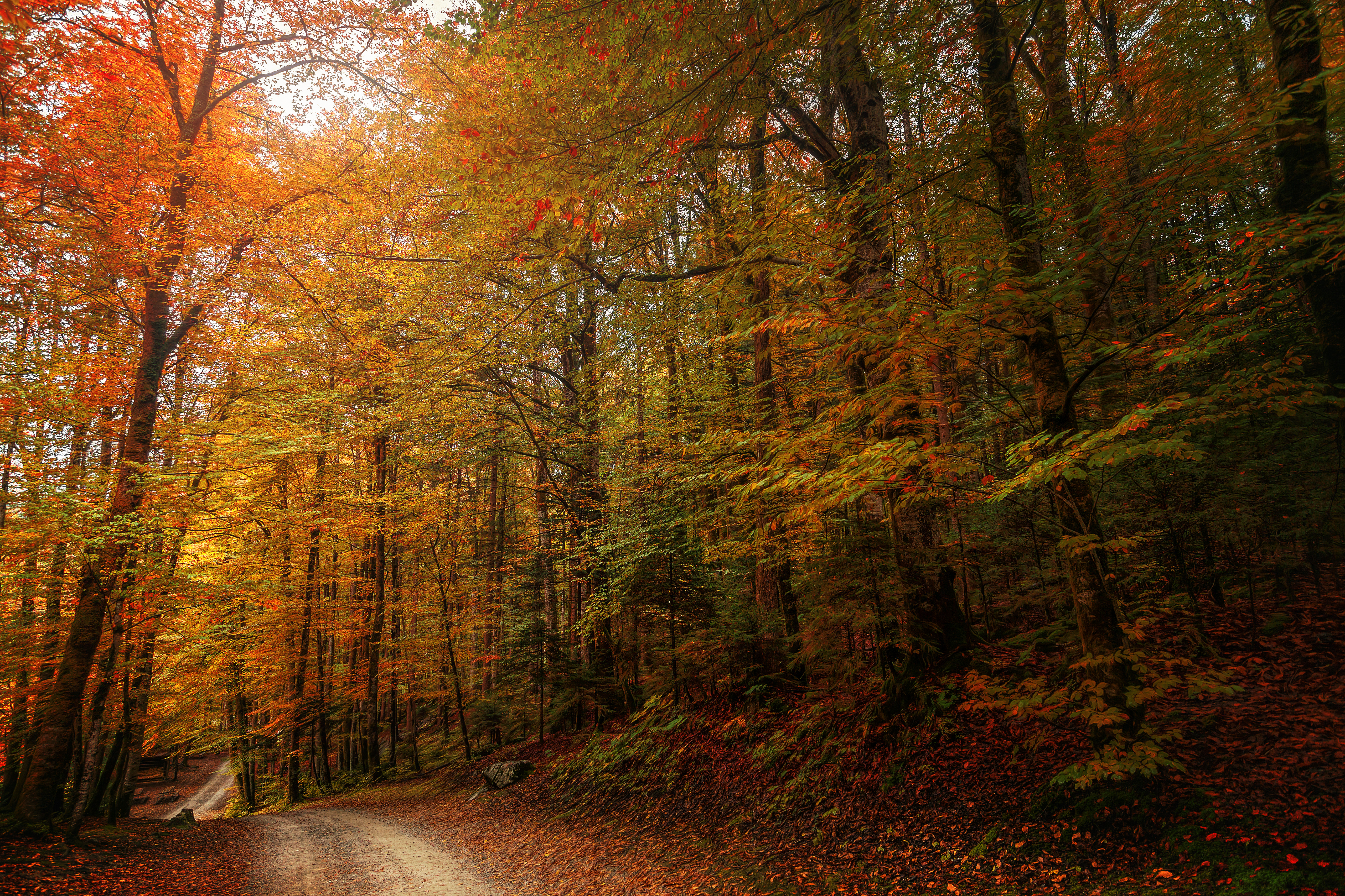 免费照片森林的照片，大尺寸的秋天