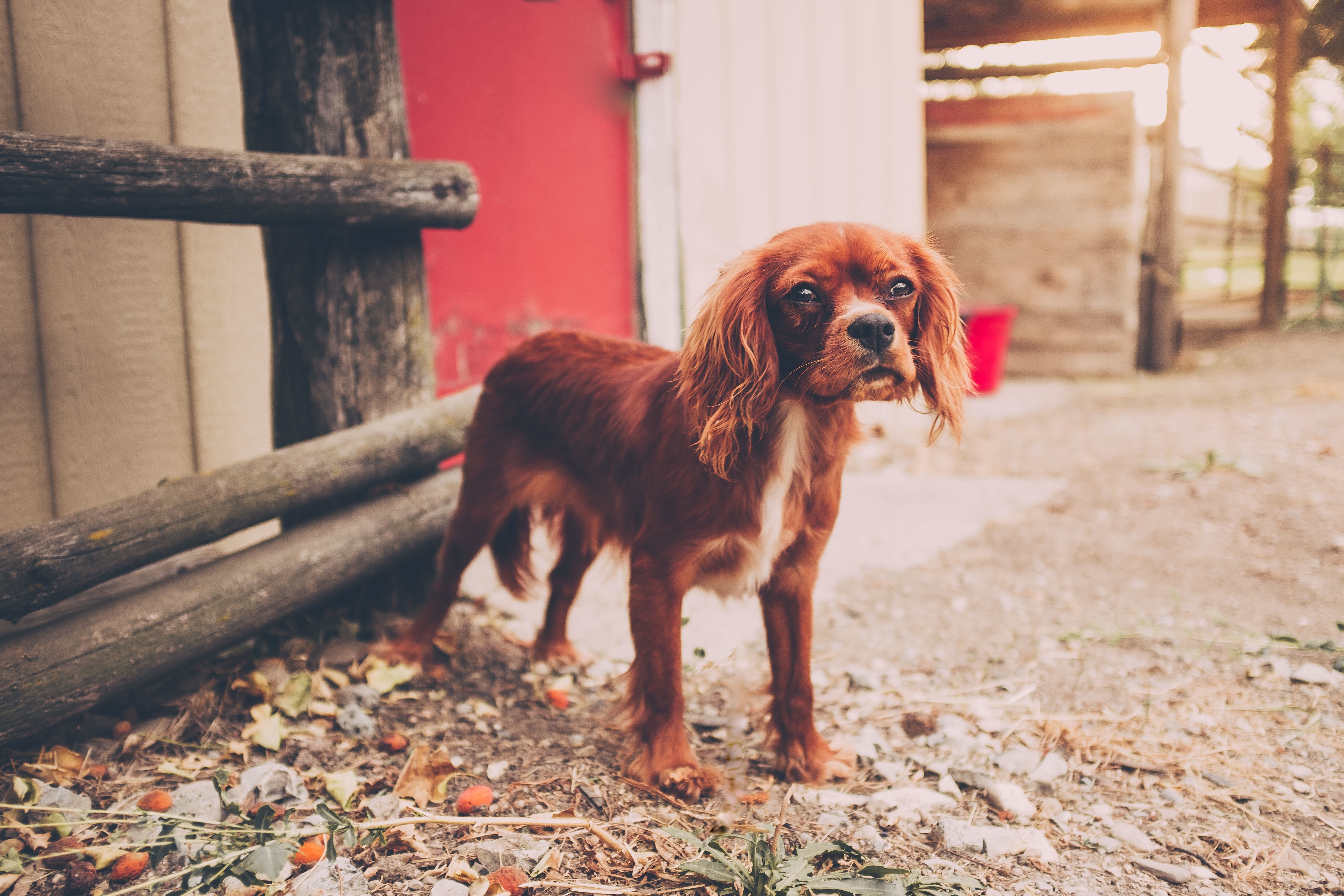 免费照片小骑士查理斯堡犬幼犬