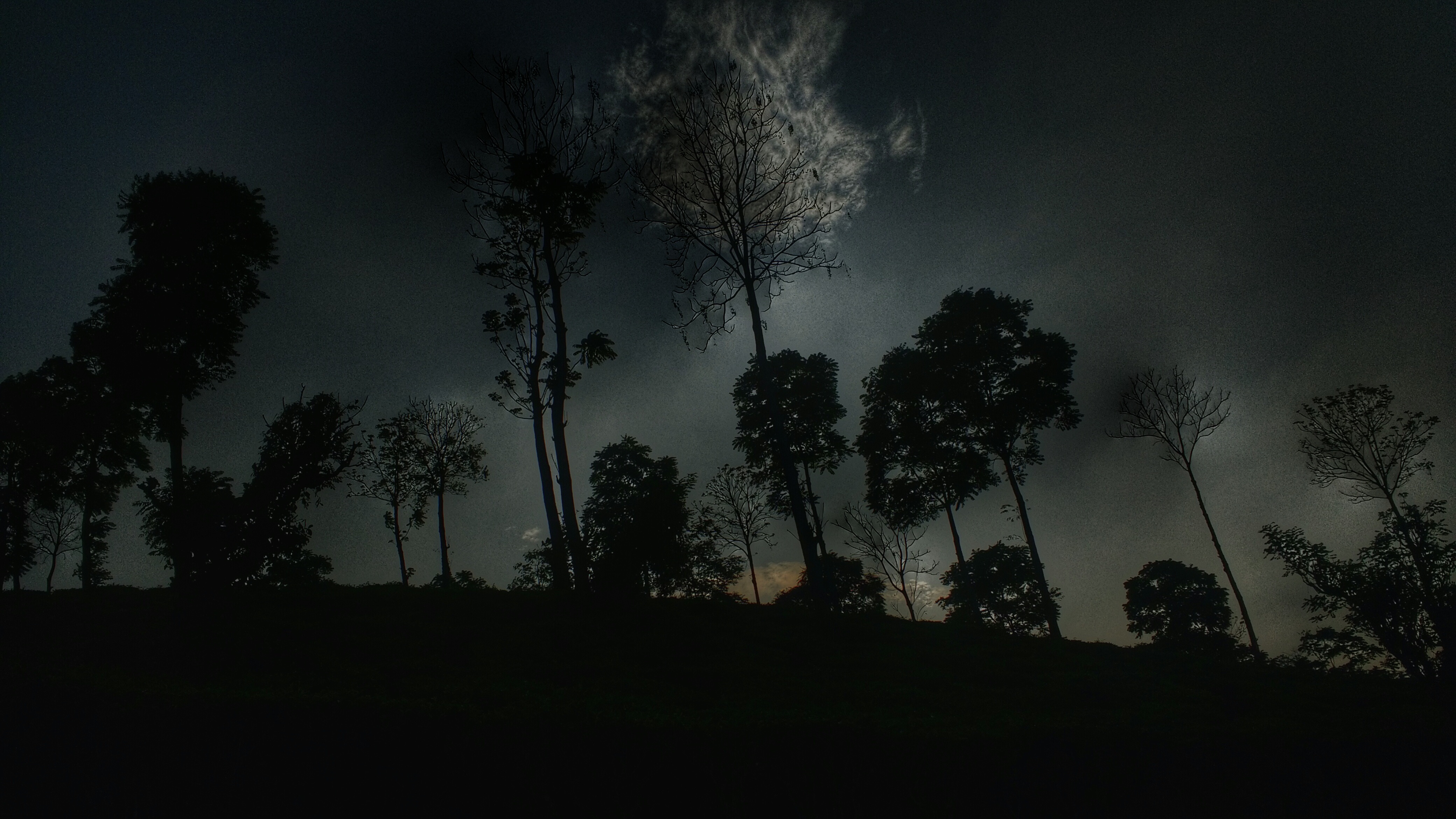 Бесплатное фото Темная темная ночь с верхушками деревьев
