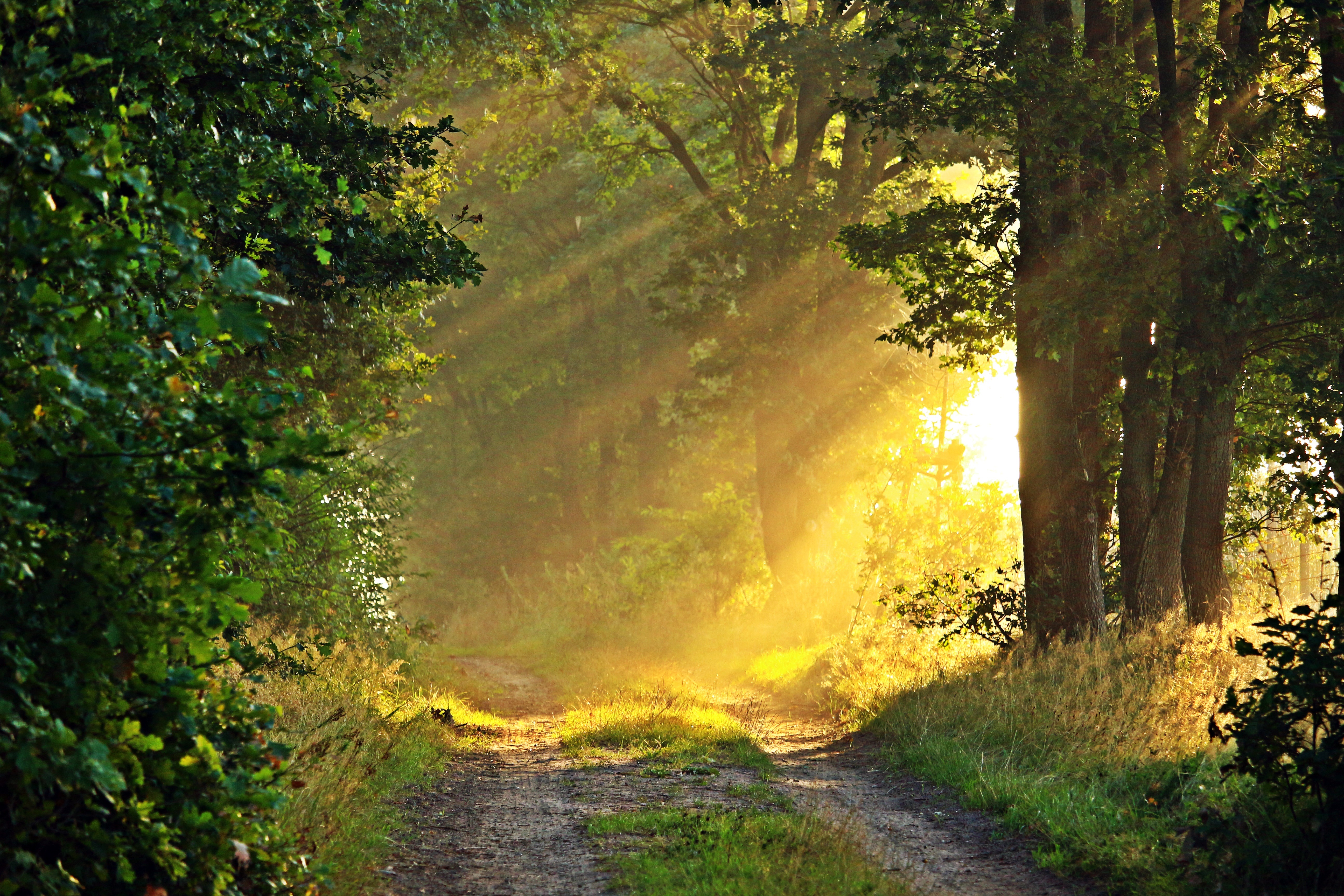 Free photo Morning sunlight on a forest road.