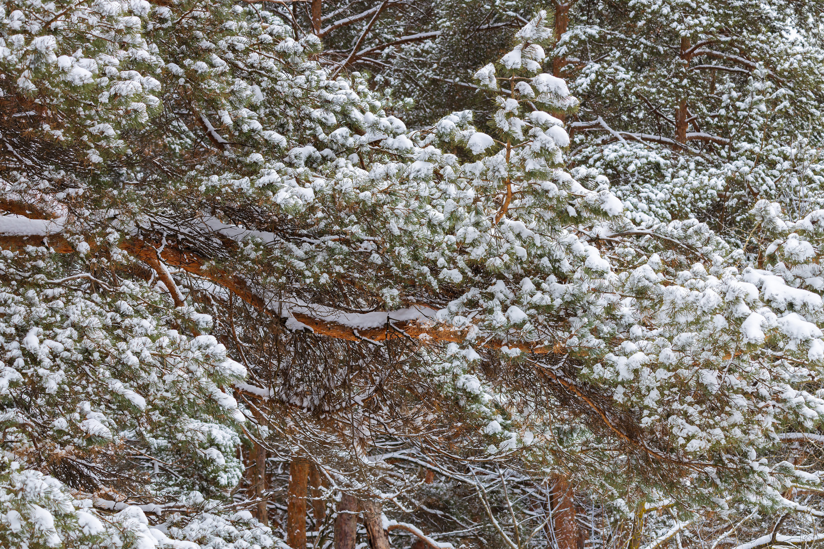 Снег на сосновых ветках
