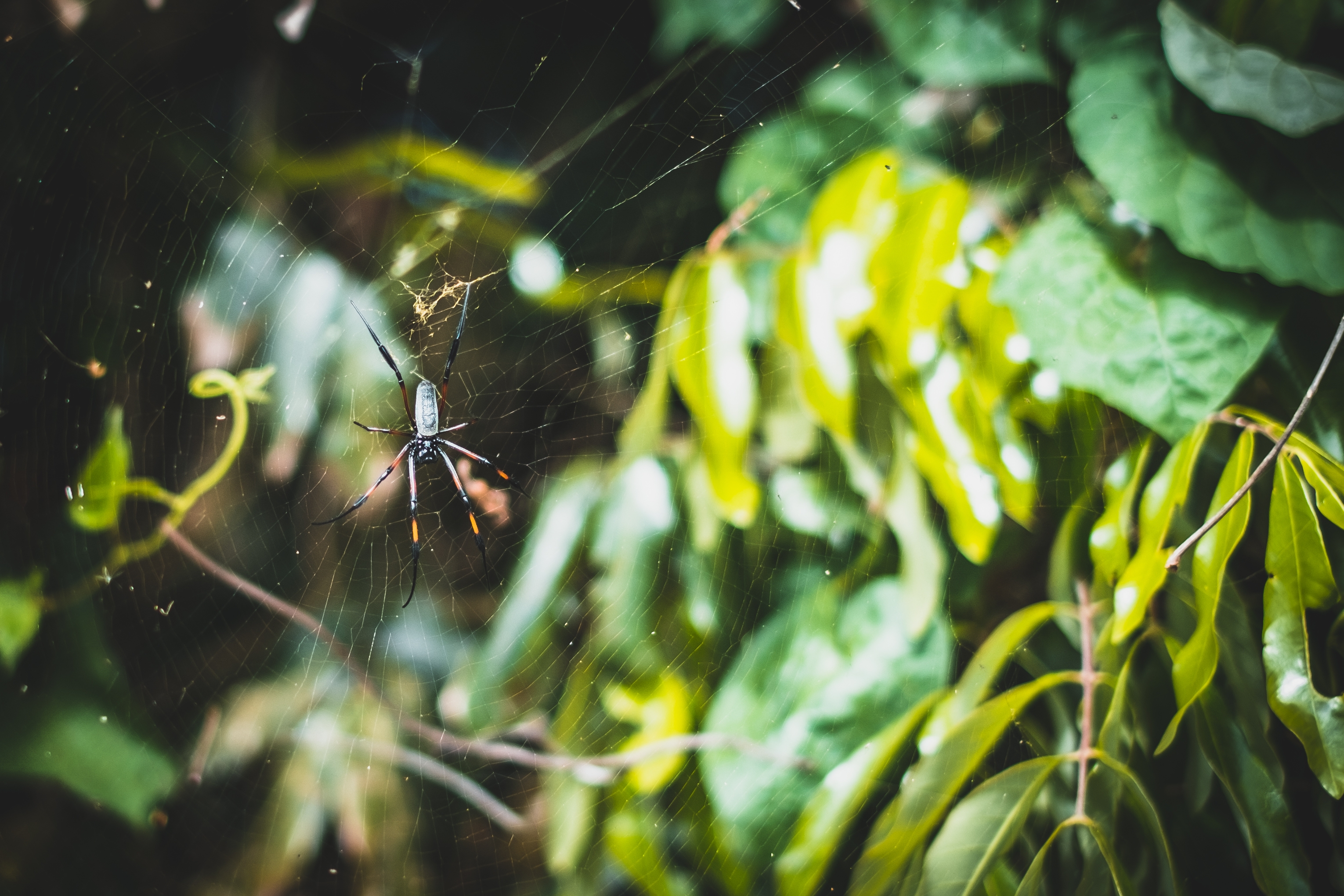 Wallpapers bokeh web plants on the desktop