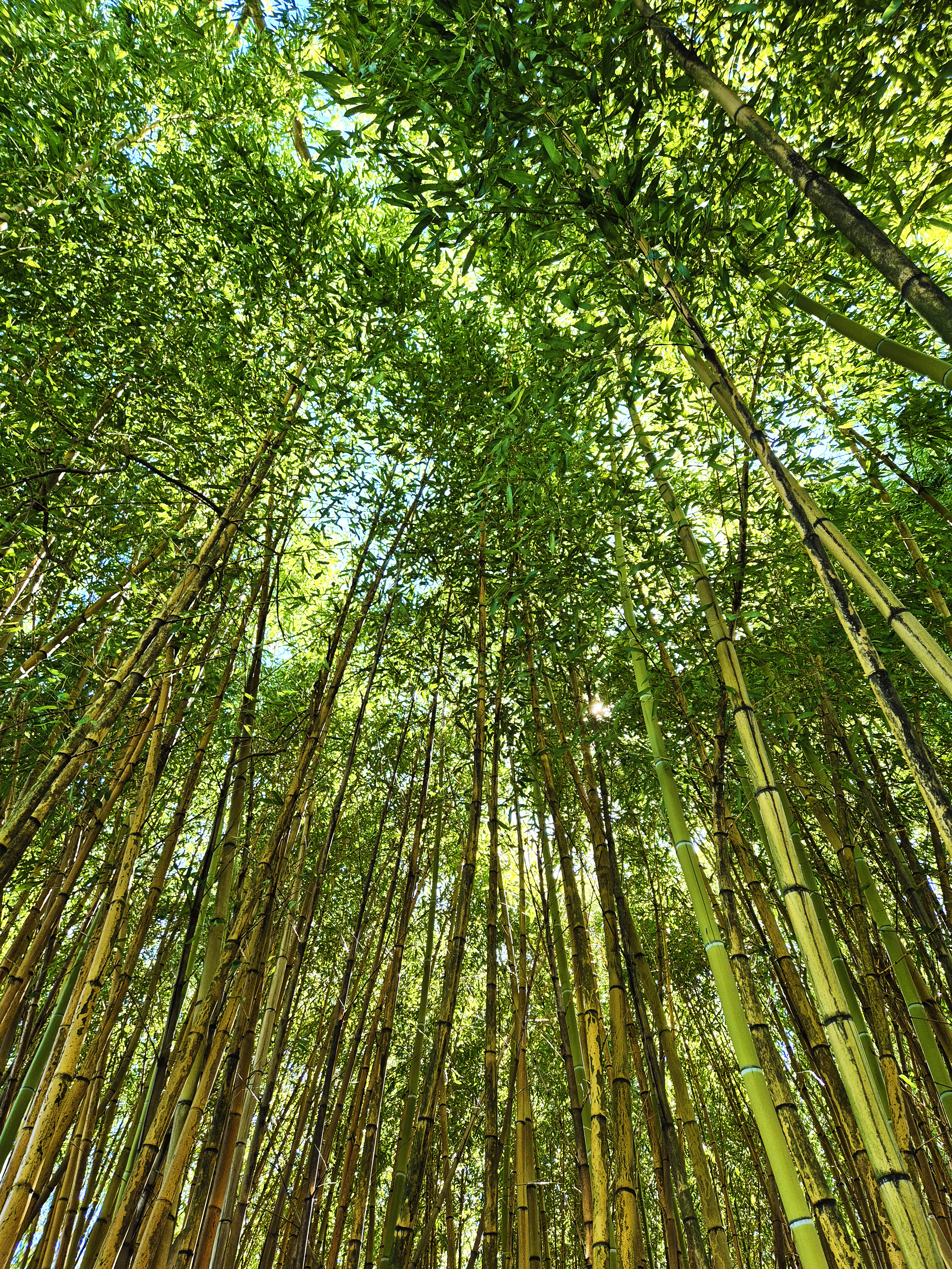 Bamboo forest in the south