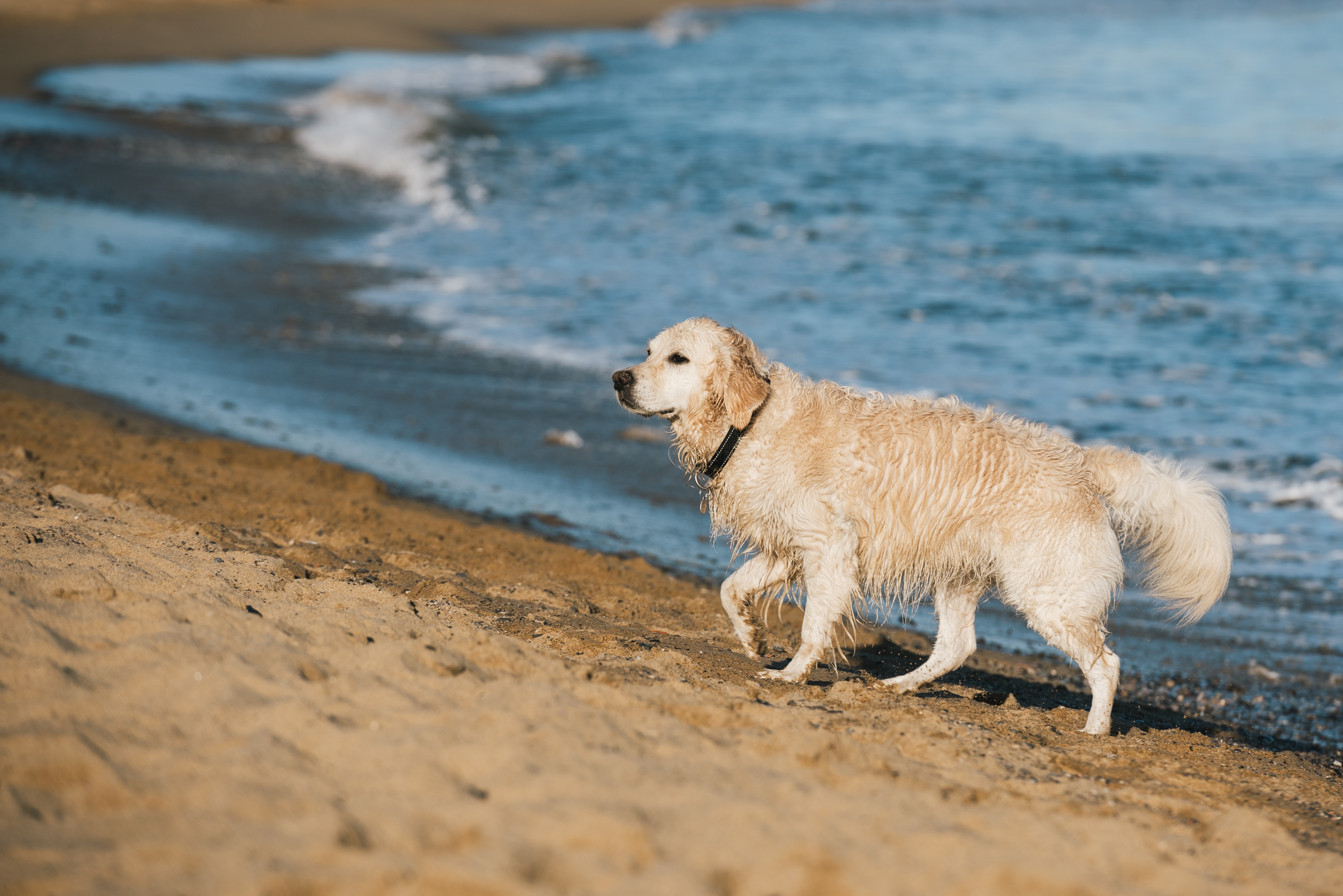 Wallpapers animals golden retriever dogs on the desktop