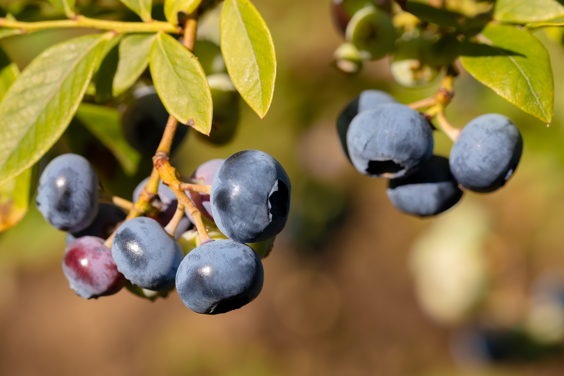 Созревшие ягоды голубики на ветках