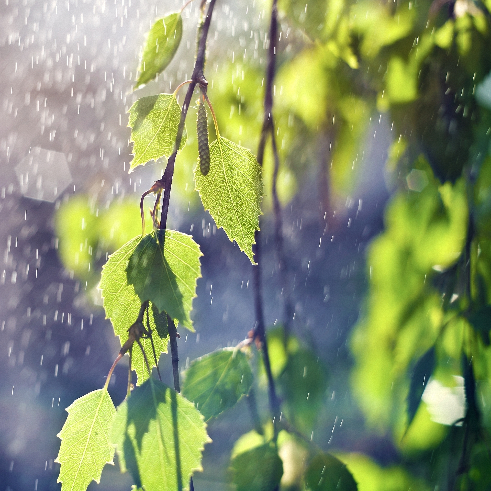 Free photo Birch leaves in the rain