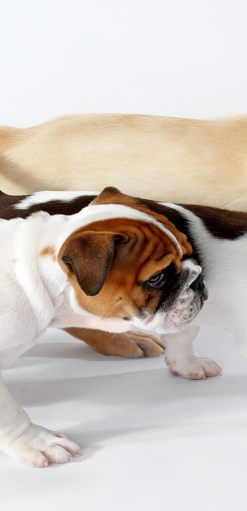 Бесплатное фото Три разных породы собак