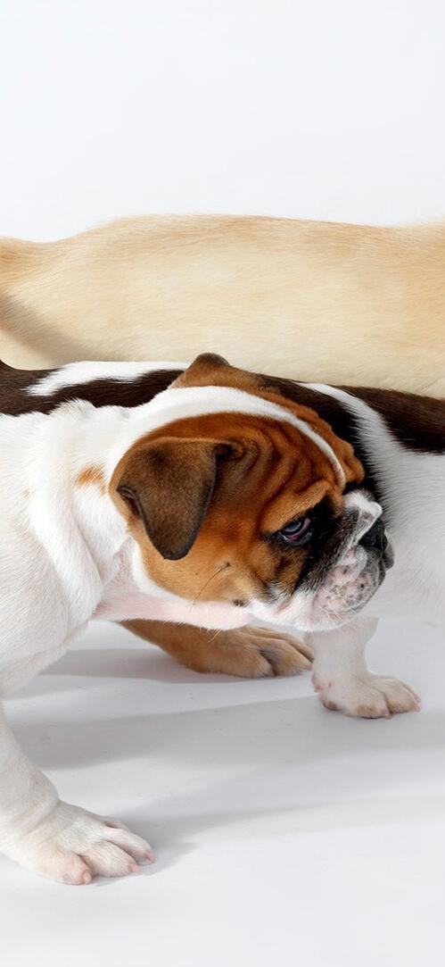 Бесплатное фото Три разных породы собак