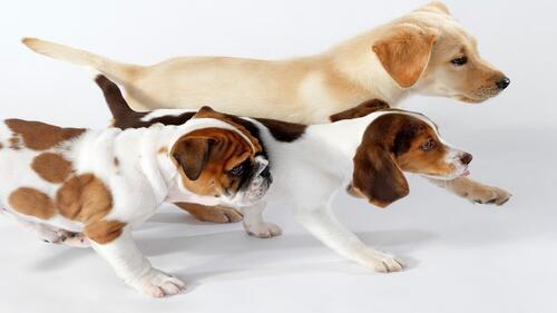 Бесплатное фото Три разных породы собак