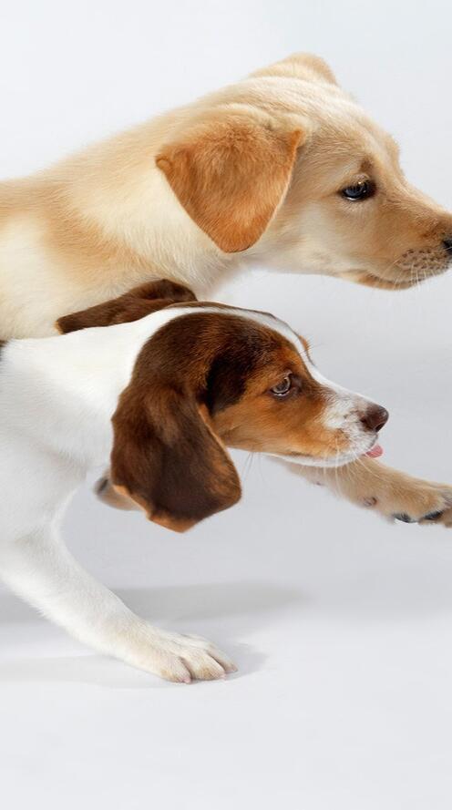 Бесплатное фото Три разных породы собак