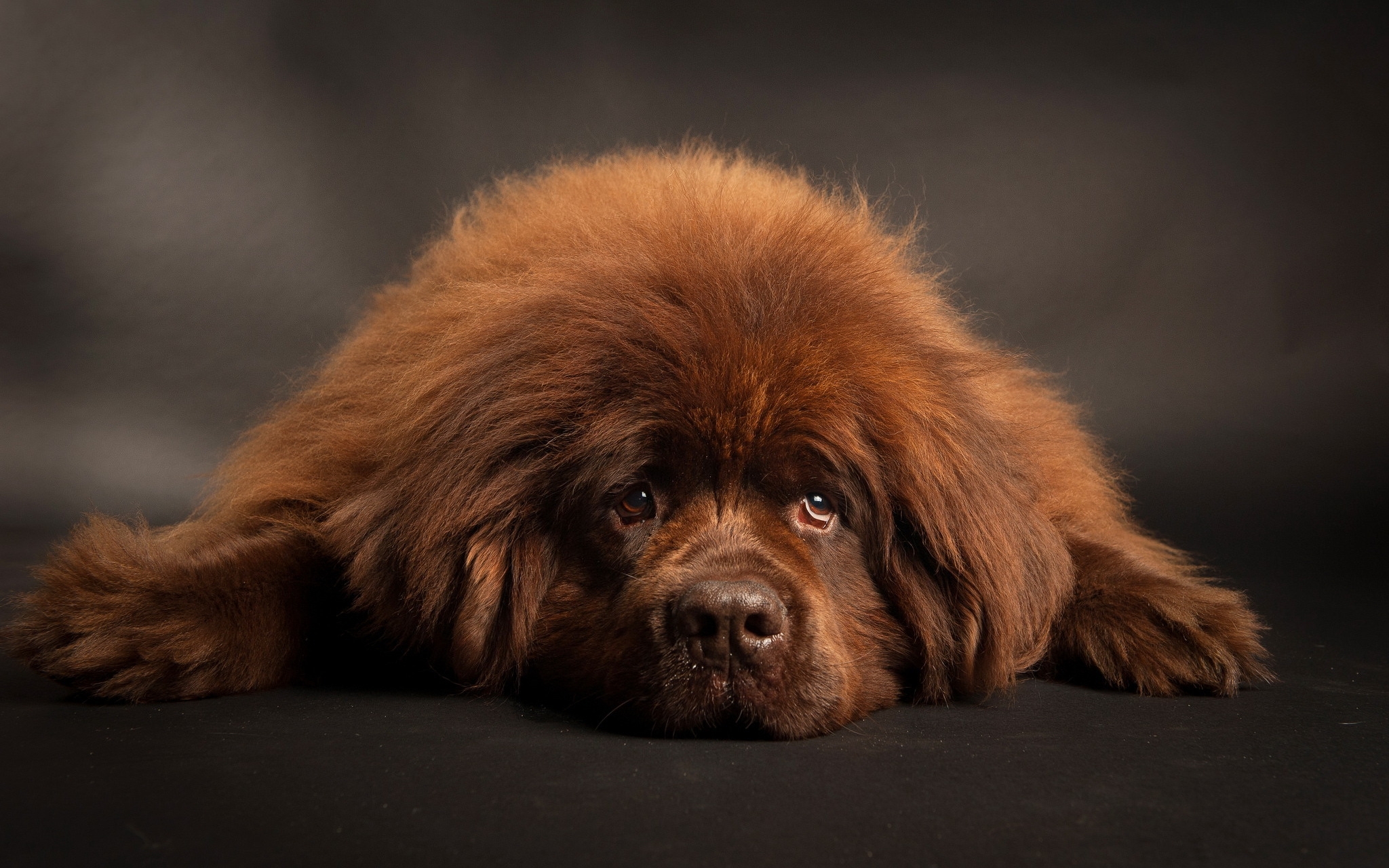 Wallpapers fluffy dog lying relaxing cute on the desktop