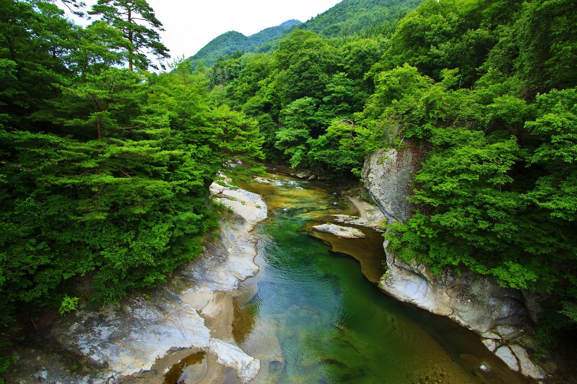 Зелёный лес и речка