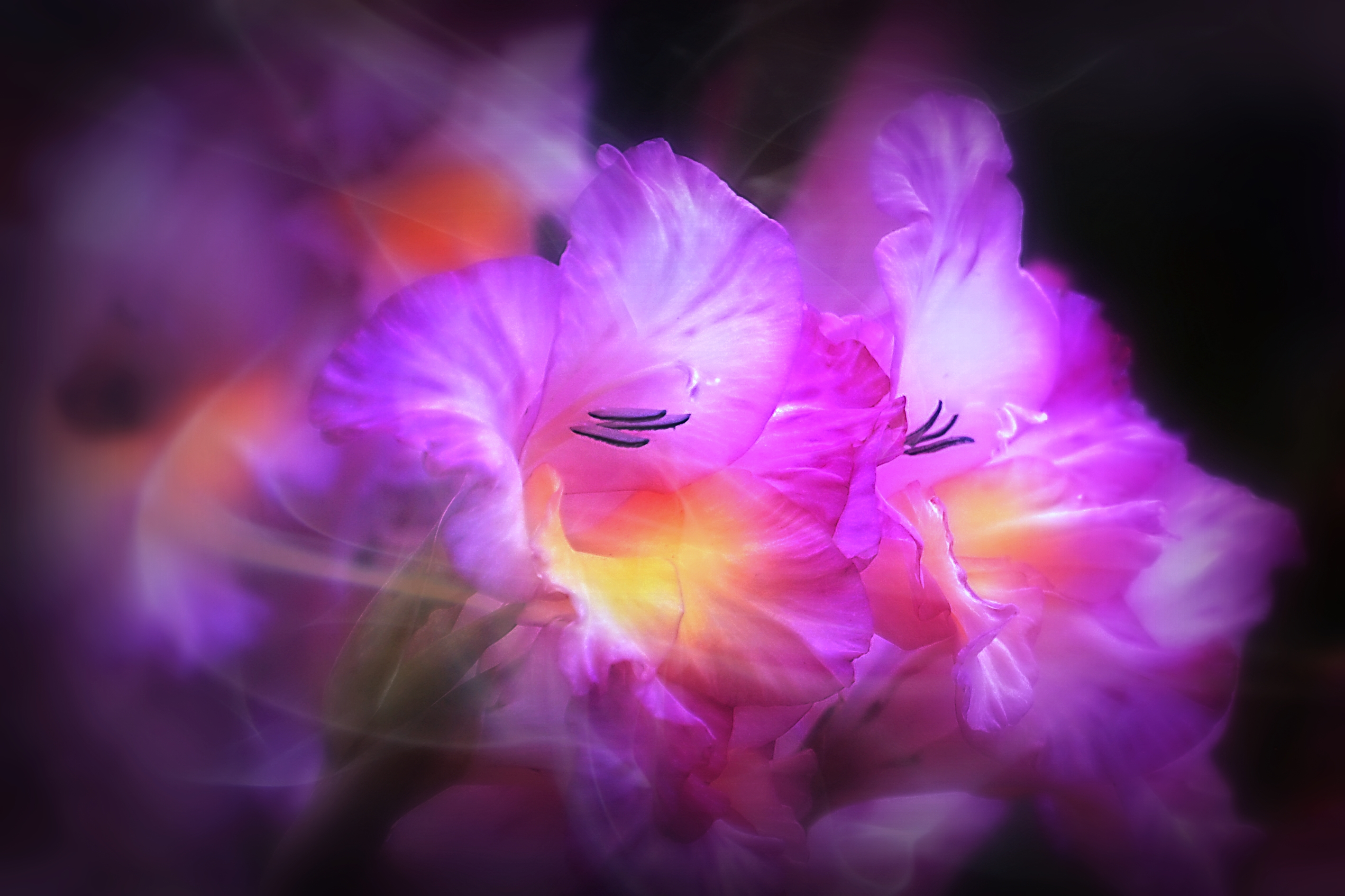 Wallpapers gladiolus flowers flower on the desktop