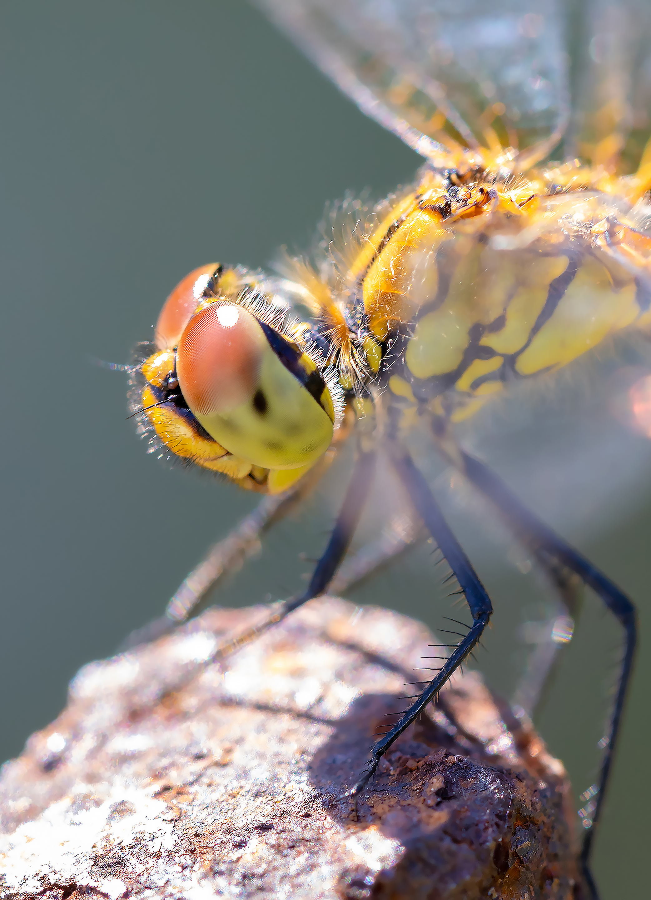 Yellow dragonfly close-up.