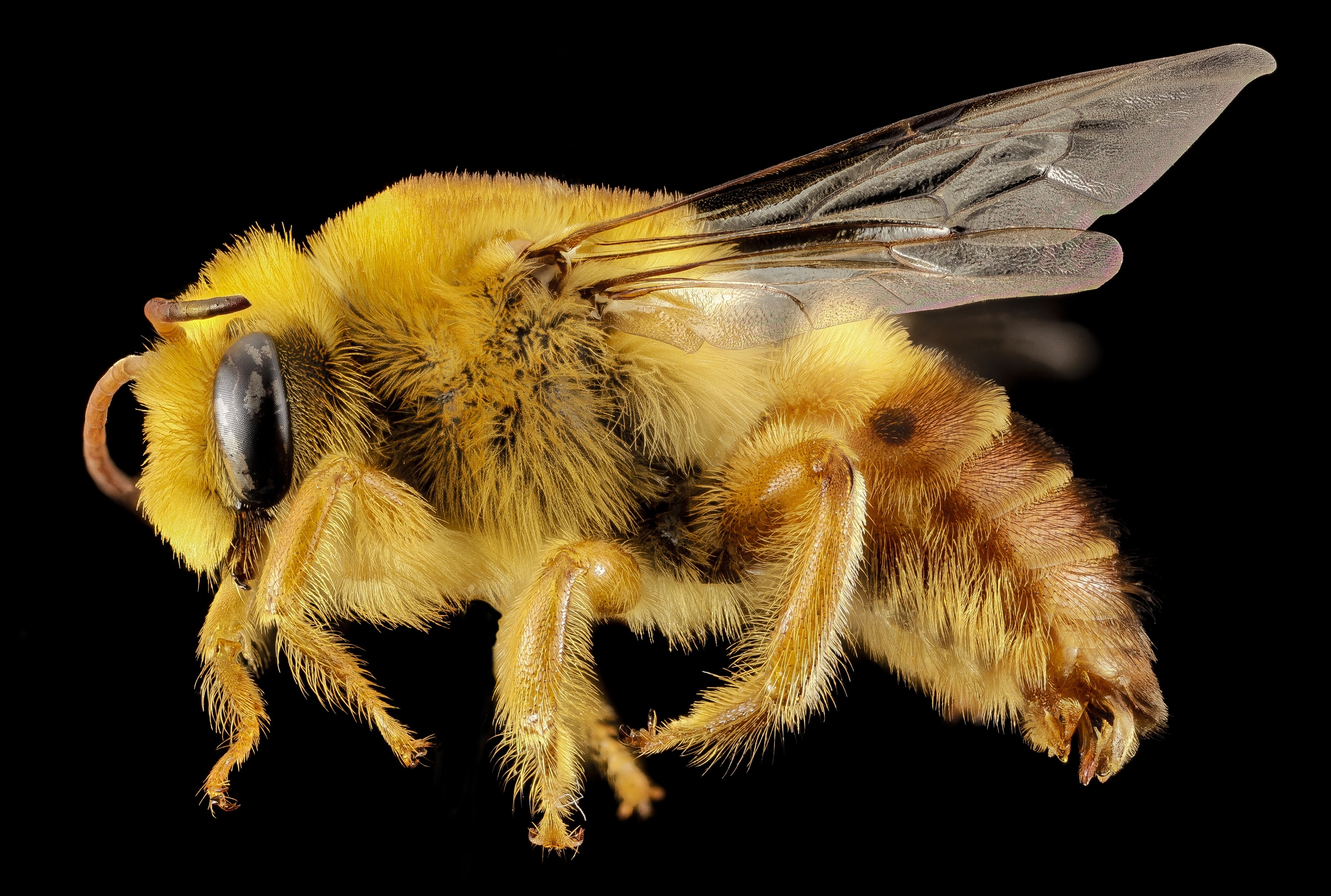 Free photo Close-up of a bee on a black background