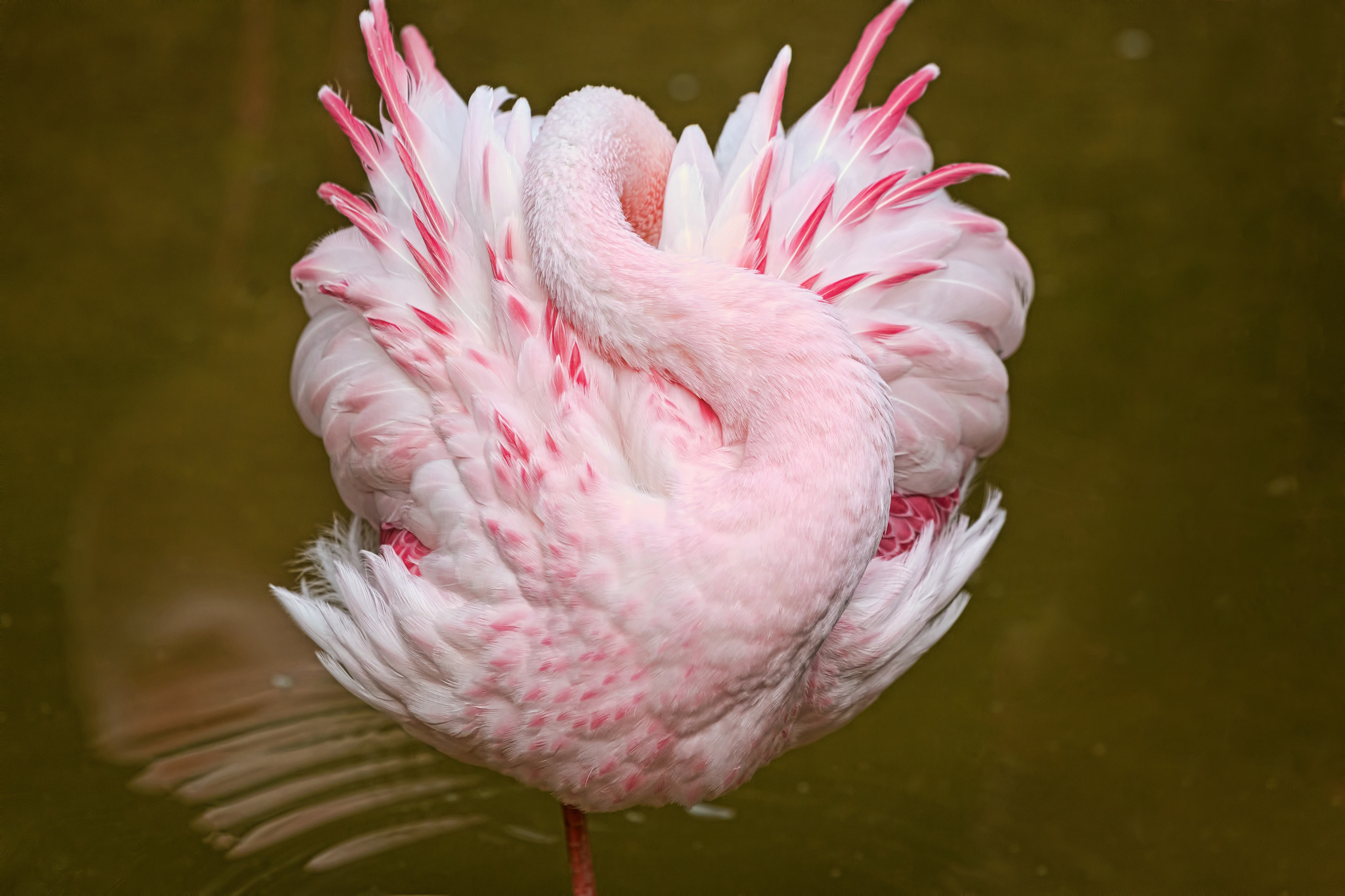 Wallpapers pink flamingos beak on the desktop