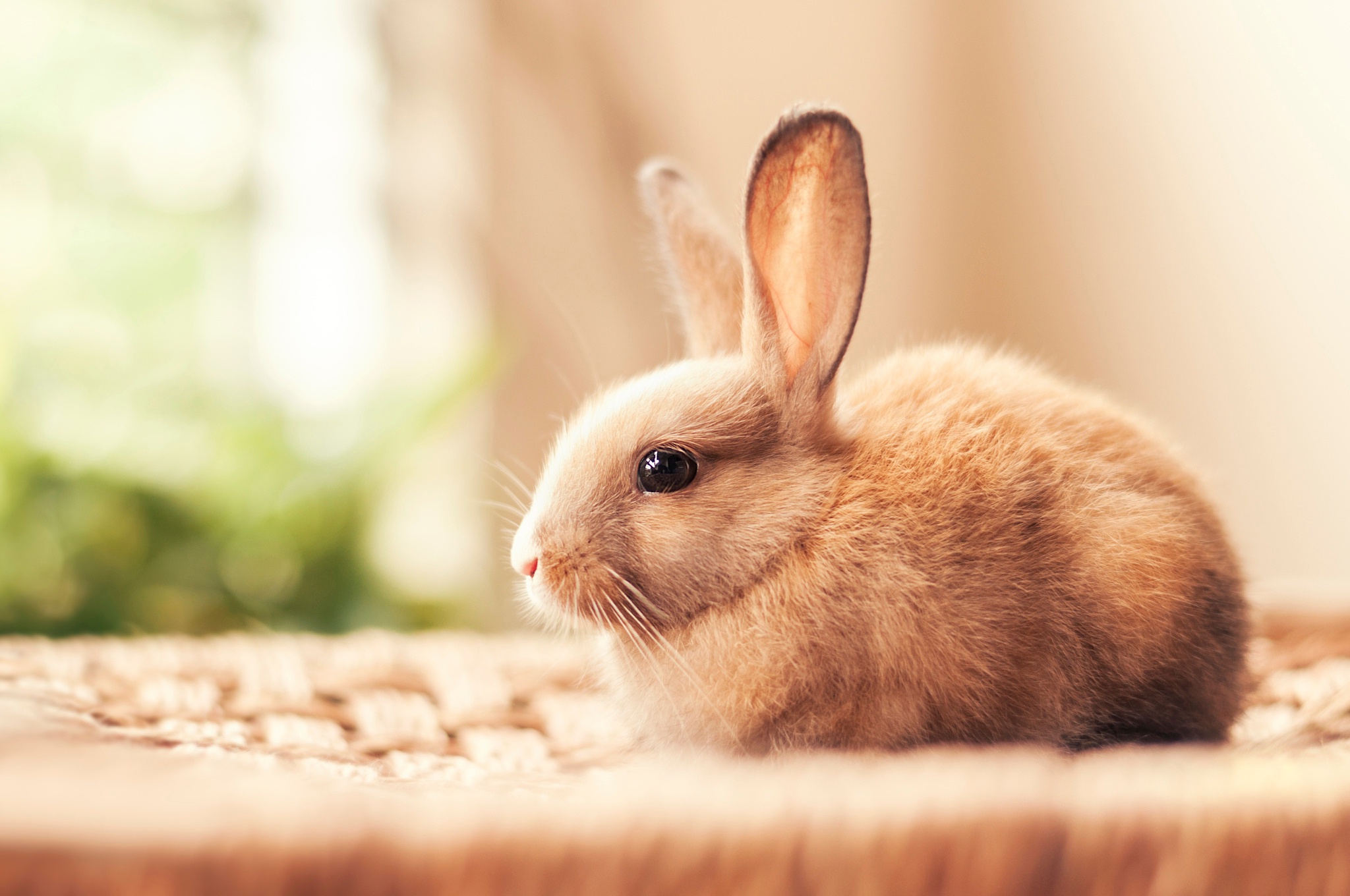 Free photo Decorative baby rabbit