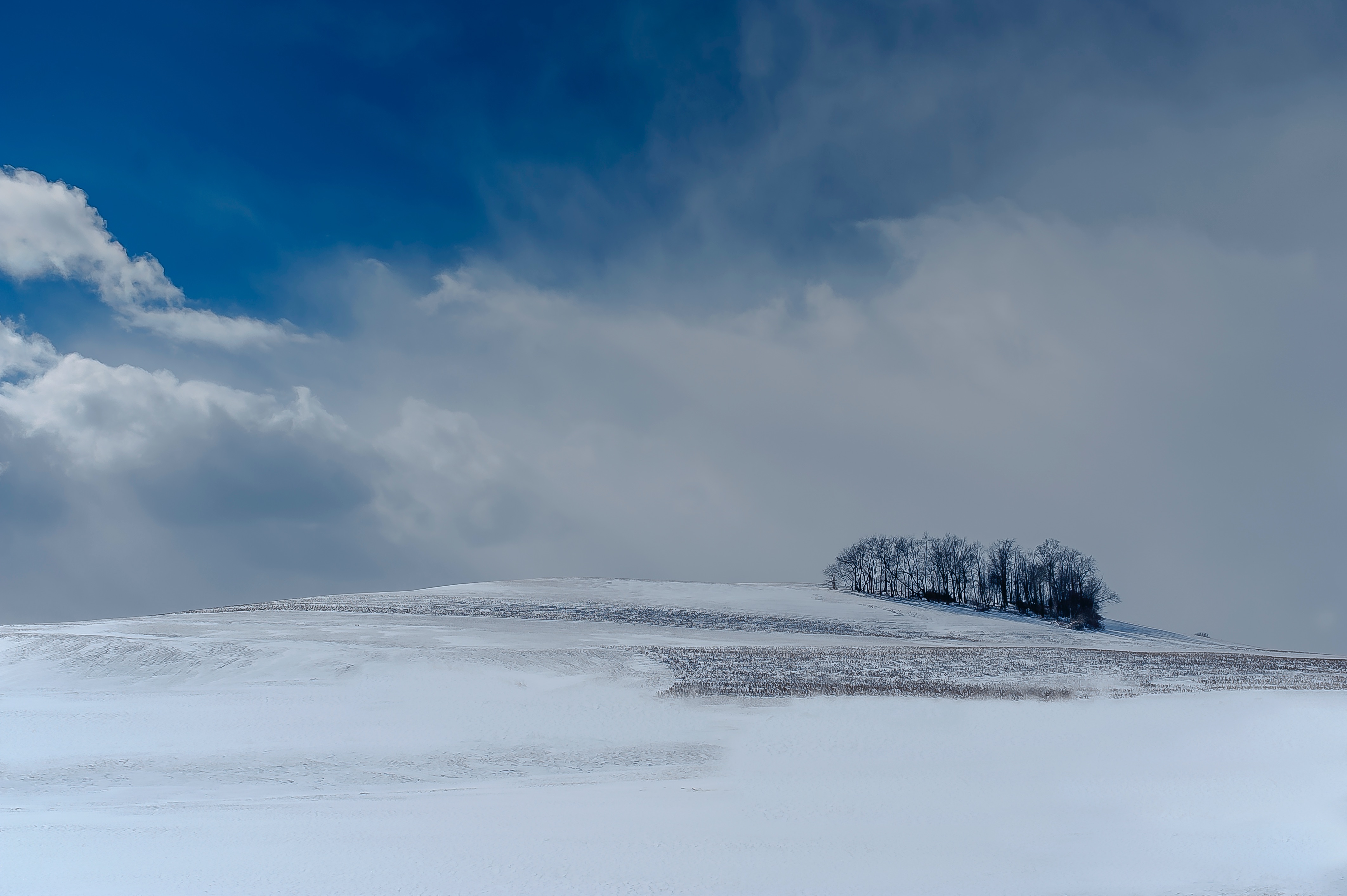 Wallpapers tree mountains snow on the desktop