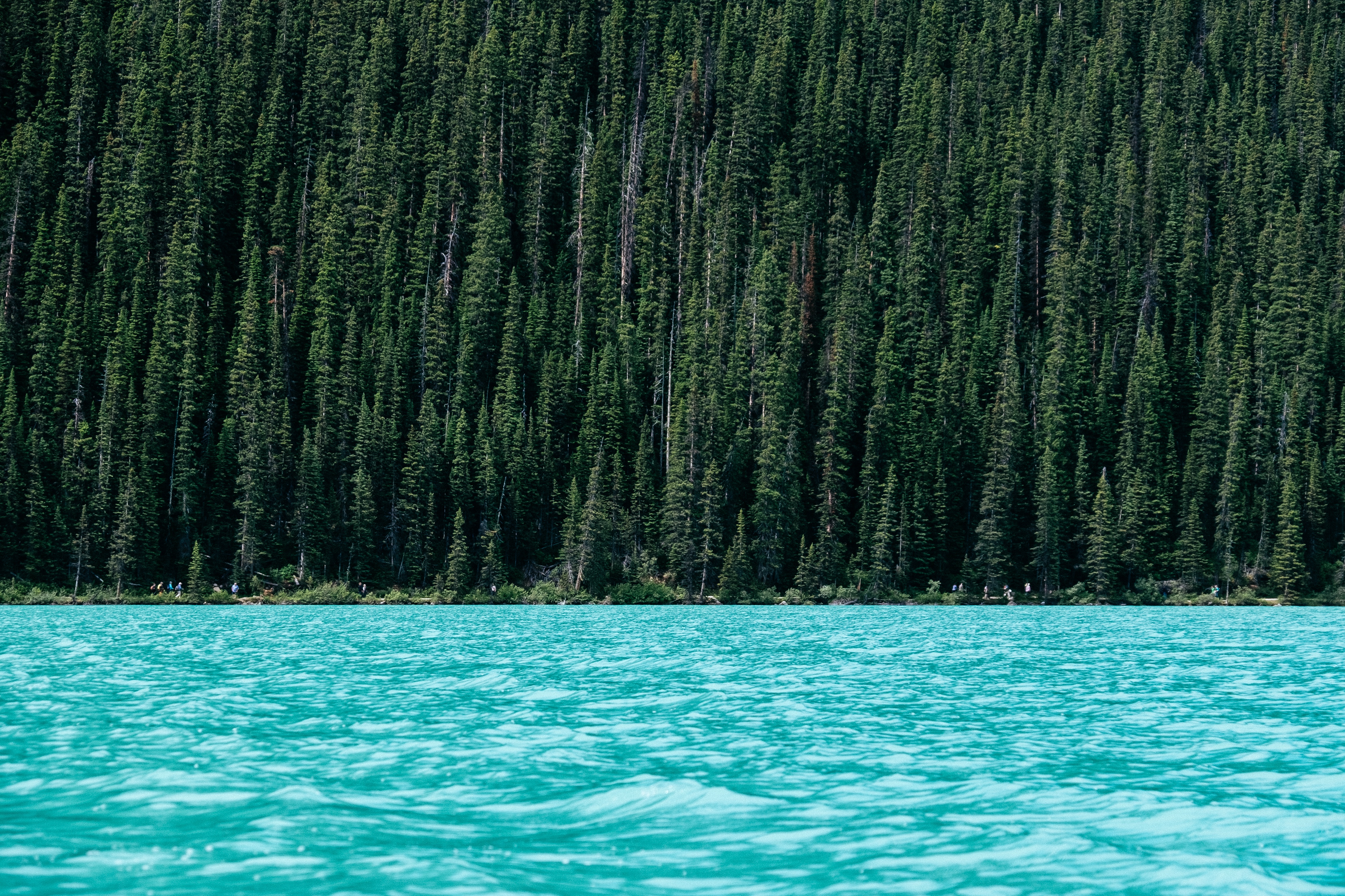 Free photo A lake with blue water next to conifers