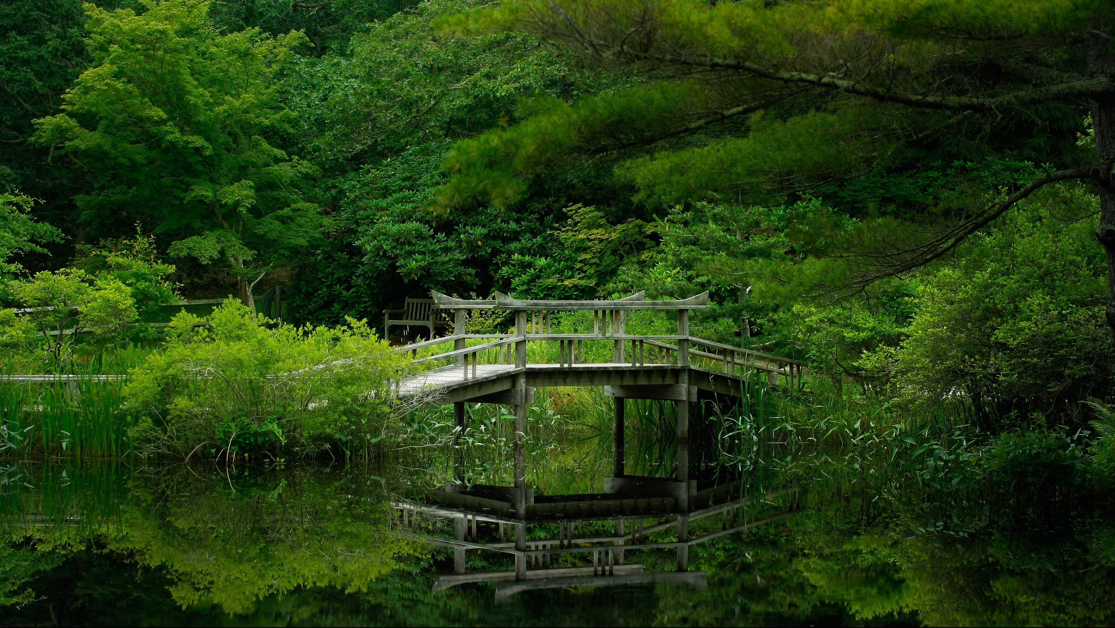 免费照片夏日森林中的一座桥