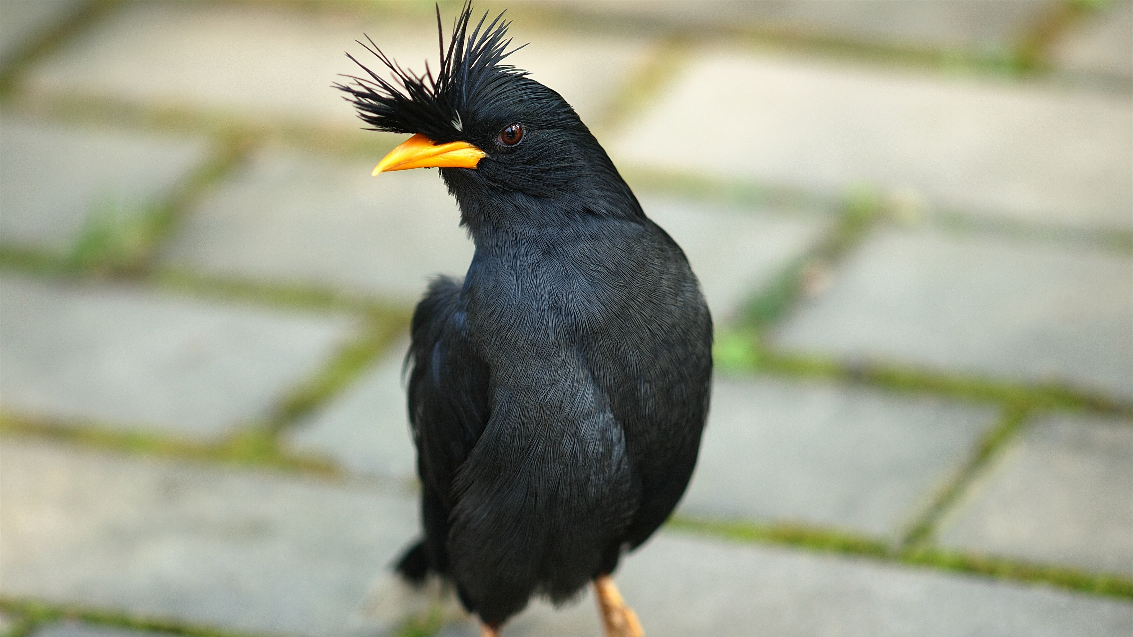 免费照片一只带纹章的黑鸟