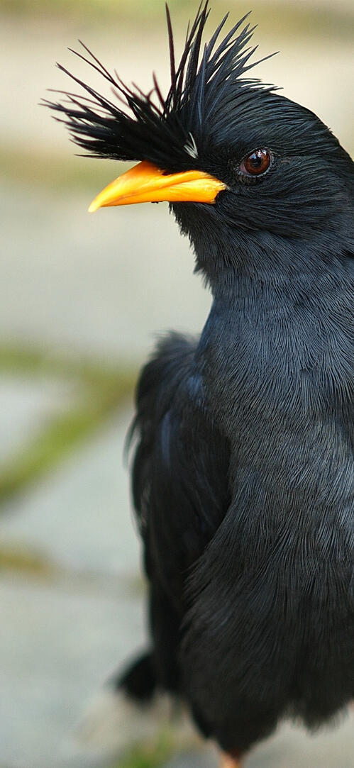 Бесплатное фото Черная птица с хохолком