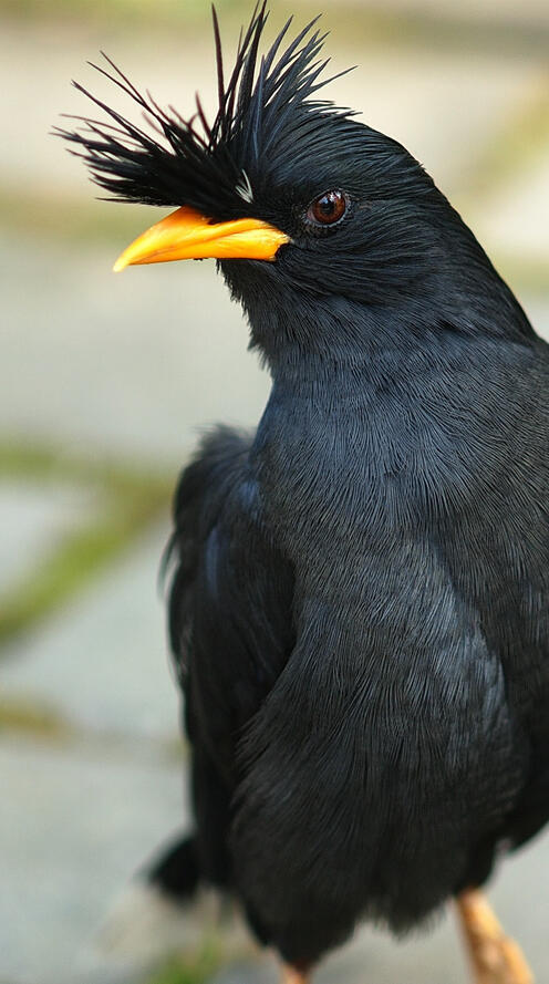 Бесплатное фото Черная птица с хохолком