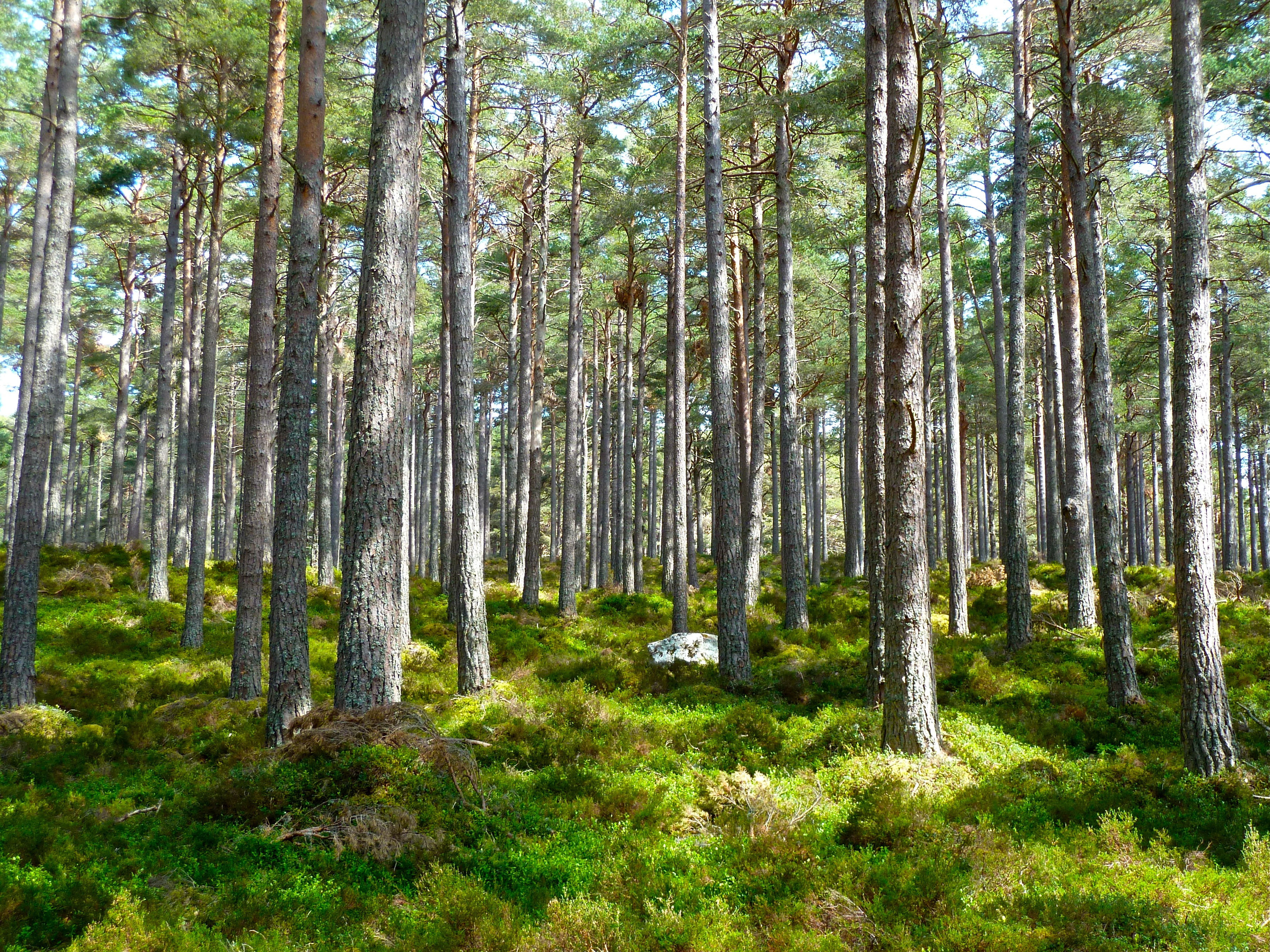 Free photo Rare forest with tall green grass